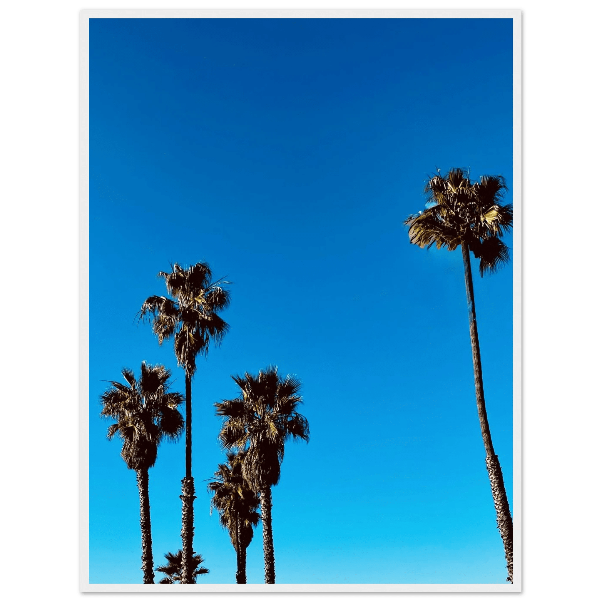 Wooden framed Santa Barbara Palm Tree Magic poster on semi-glossy paper, featuring California poster art by CaliCuration.