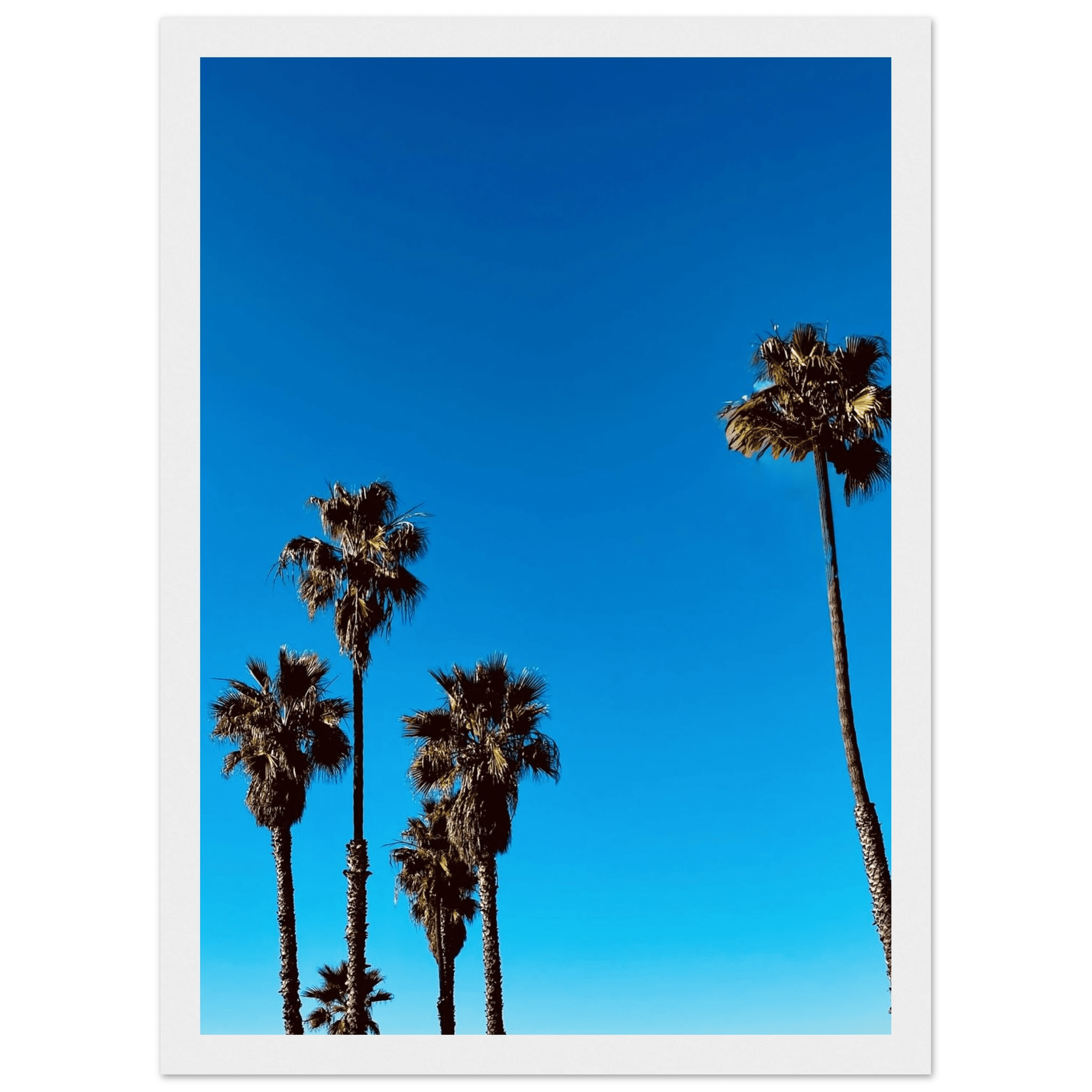 Wooden framed Santa Barbara Palm Tree Magic poster on semi-glossy paper, featuring California poster art from CaliCuration Spring '26.