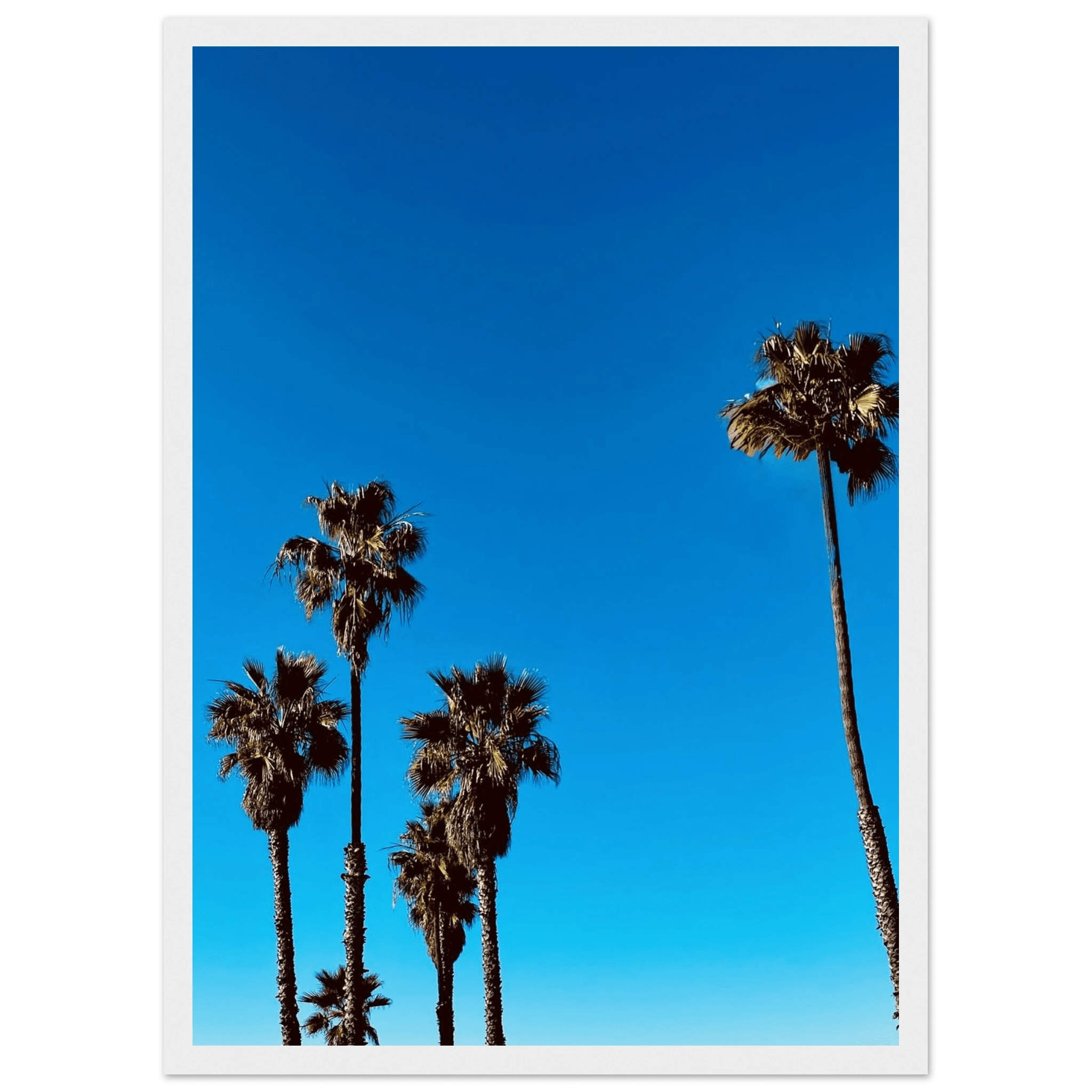 Santa Barbara Palm Tree Magic wooden framed poster by CaliCuration, featuring California-inspired palm tree art on semi-glossy paper.