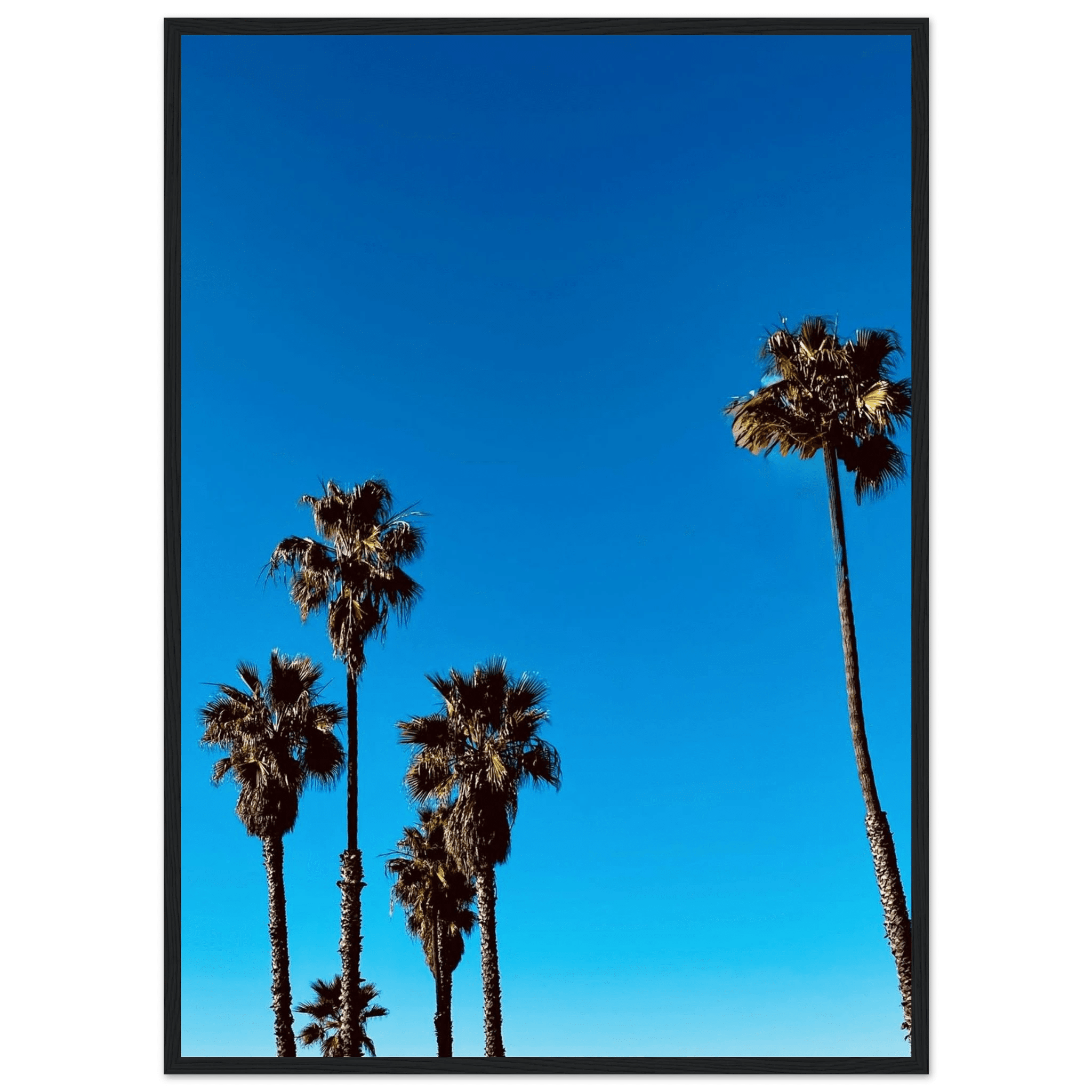 Wooden framed Santa Barbara Palm Tree Magic poster on premium semi-glossy paper featuring California poster art by CaliCuration.