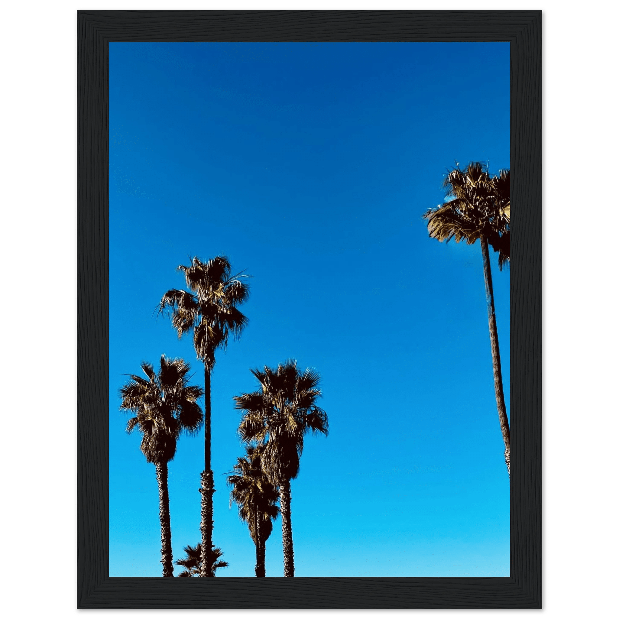 Santa Barbara Palm Tree Magic wooden framed poster on semi-glossy paper, California-themed home decor art by CaliCuration.