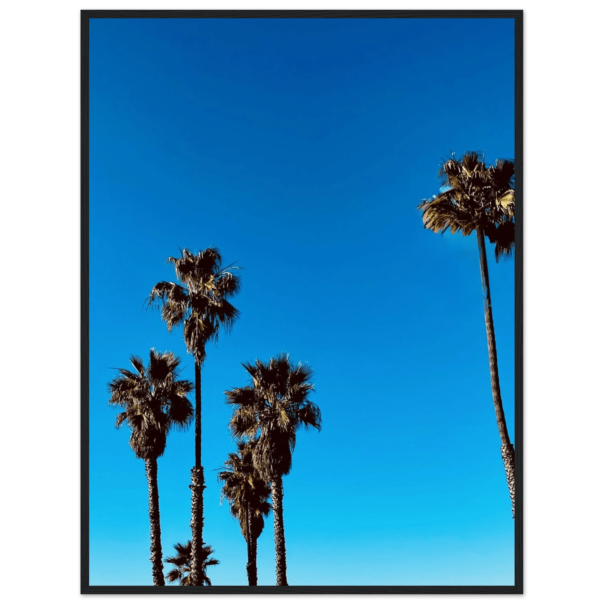Wooden framed Santa Barbara Palm Tree Magic poster on semi-glossy paper, featuring California landscape art by CaliCuration.