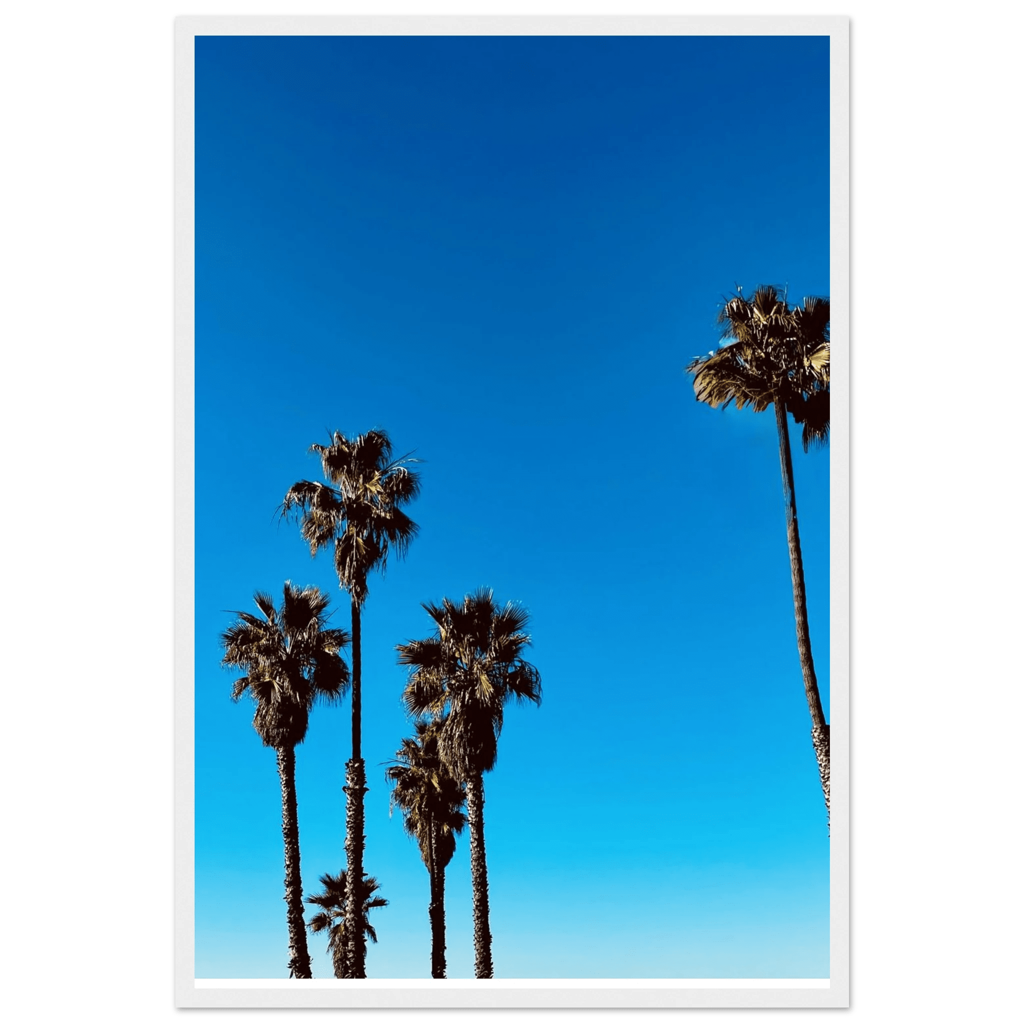 Wooden framed poster of Santa Barbara palm tree artwork on semi-glossy paper, California home decor by CaliCuration.