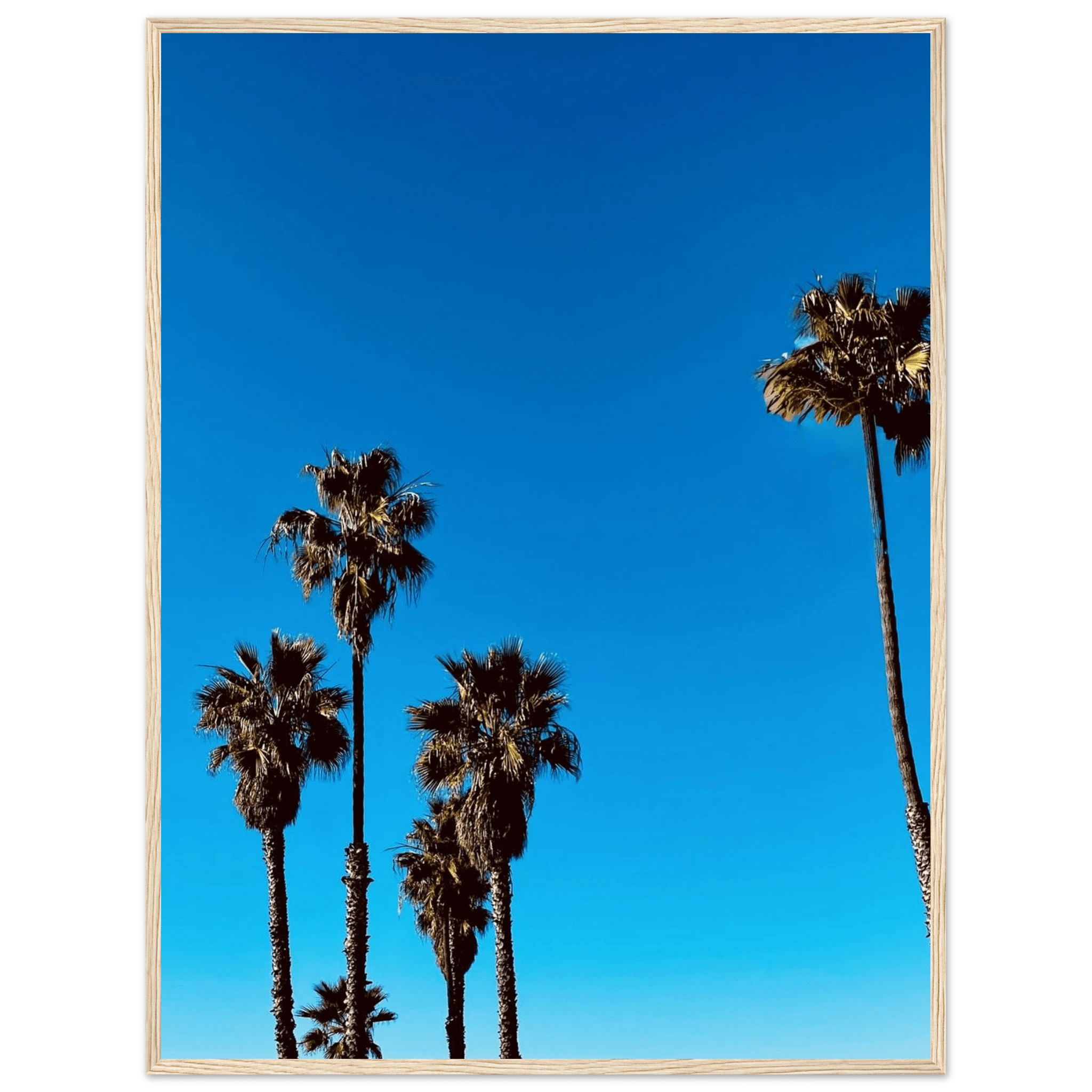 Wooden framed Santa Barbara Palm Tree Magic poster on semi-glossy paper, California-themed home decor by CaliCuration.