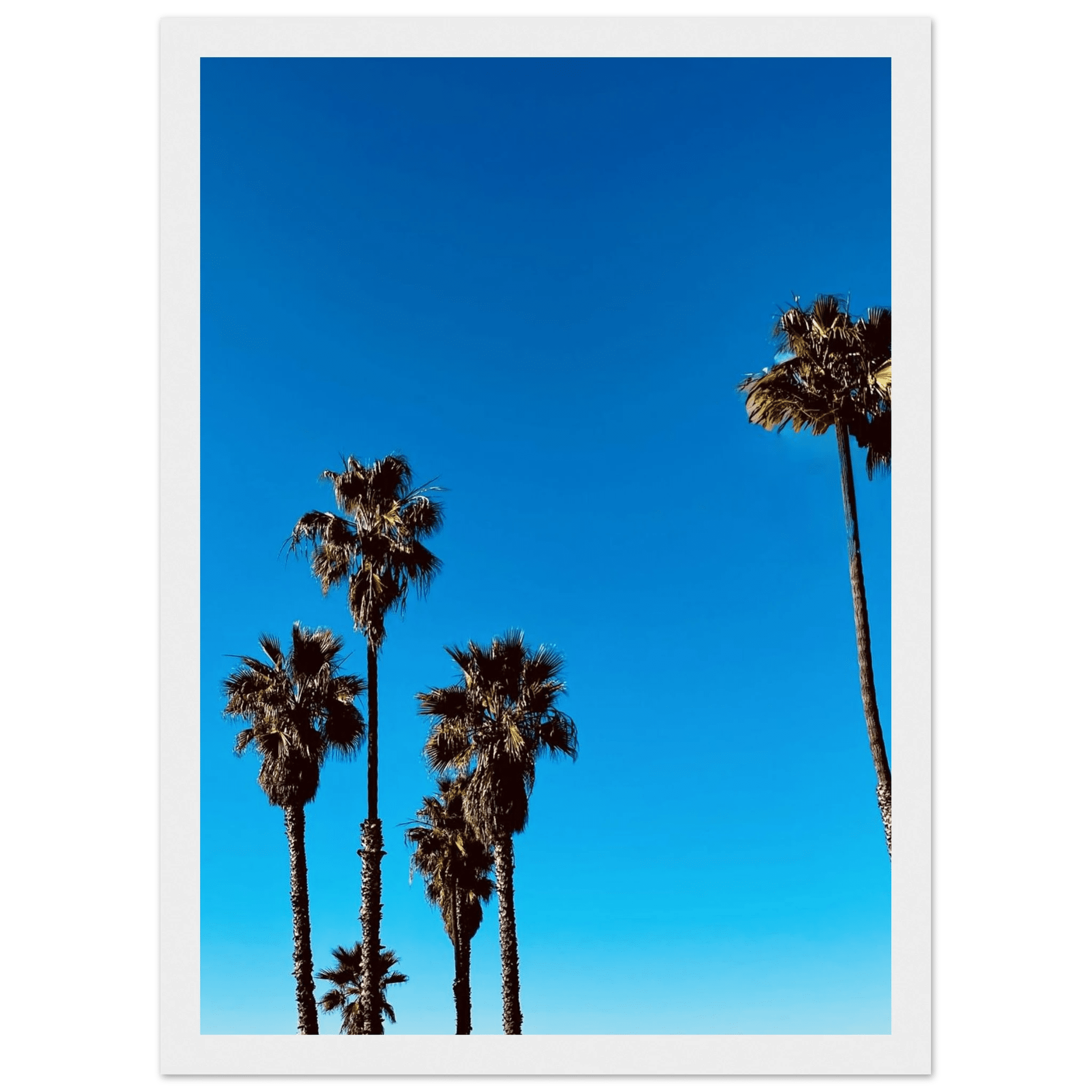 Santa Barbara Palm Tree Magic wooden framed poster by CaliCuration, featuring California-themed art on premium semi-glossy paper.