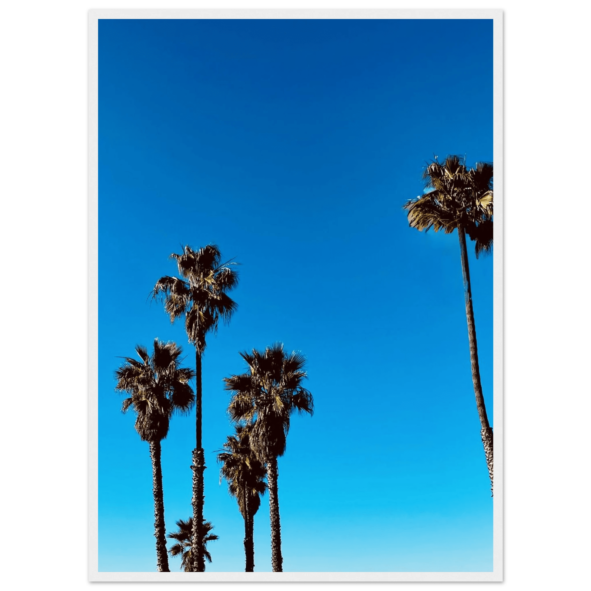 Wooden framed Santa Barbara Palm Tree Magic poster on premium semi-glossy paper, California art studio edition for home decor.
