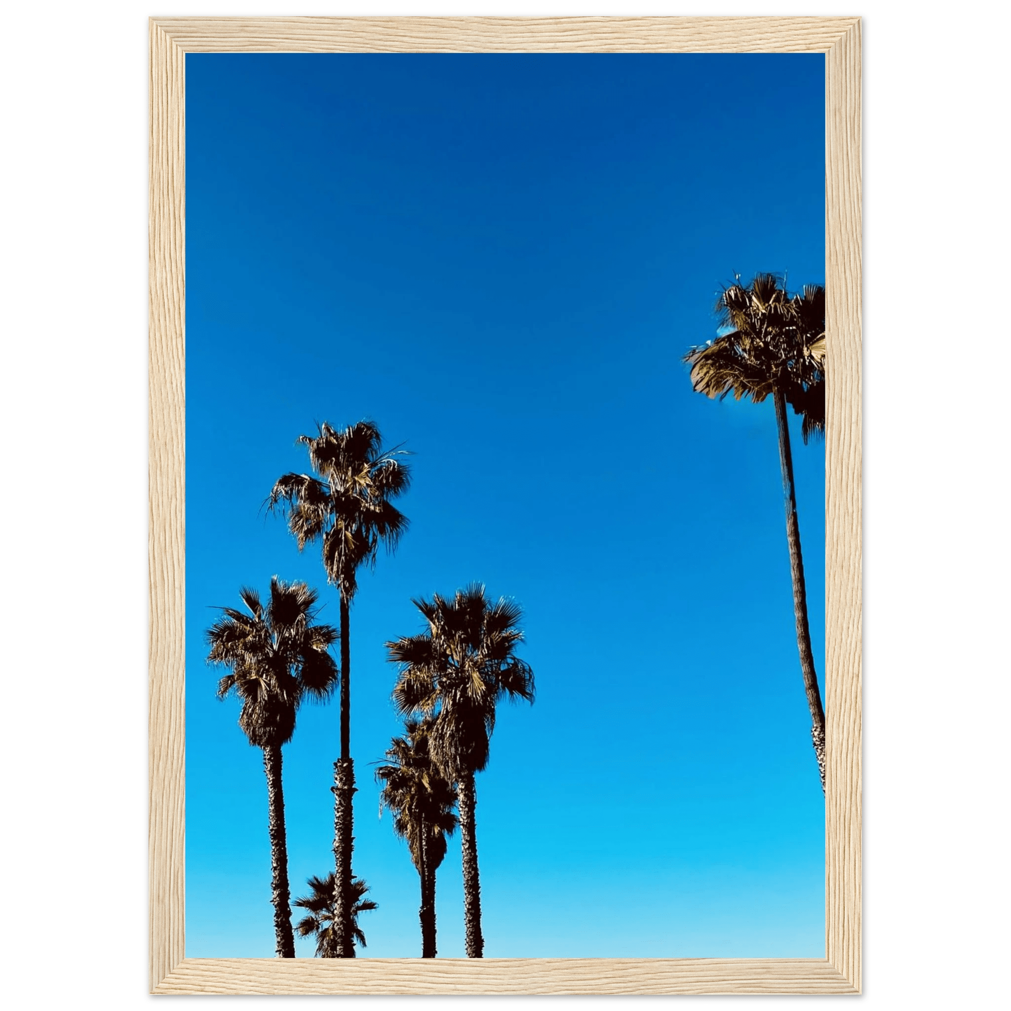 Wooden framed Santa Barbara Palm Tree Magic poster on semi-glossy paper, California poster art by CaliCuration, Spring 2026 studio edition.