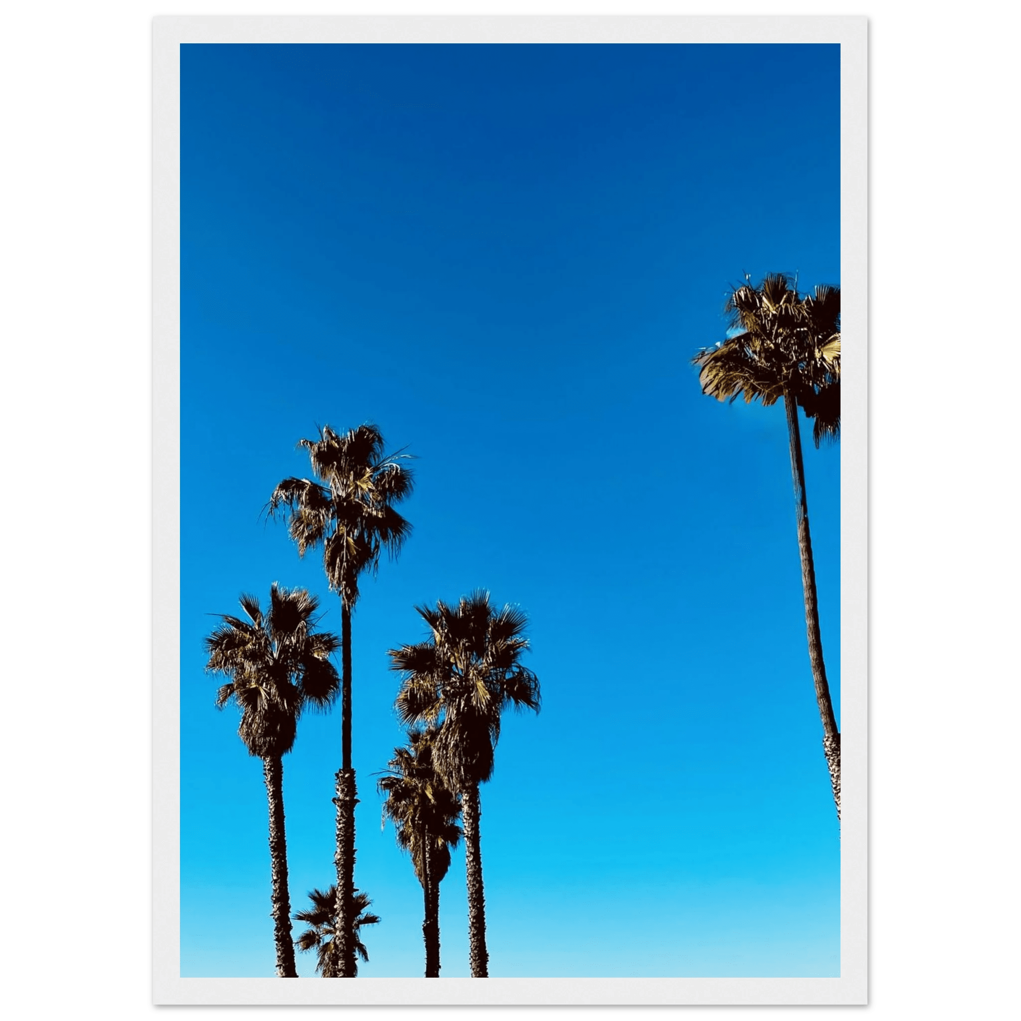 Wooden framed Santa Barbara Palm Tree Magic poster on semi-glossy paper, California art studio edition for home decor.
