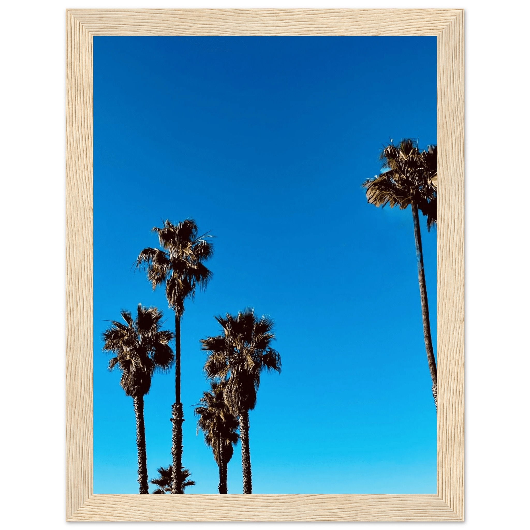 Wooden framed Santa Barbara Palm Tree poster on semi-glossy paper, California art from CaliCuration, Spring 2026 studio edition.