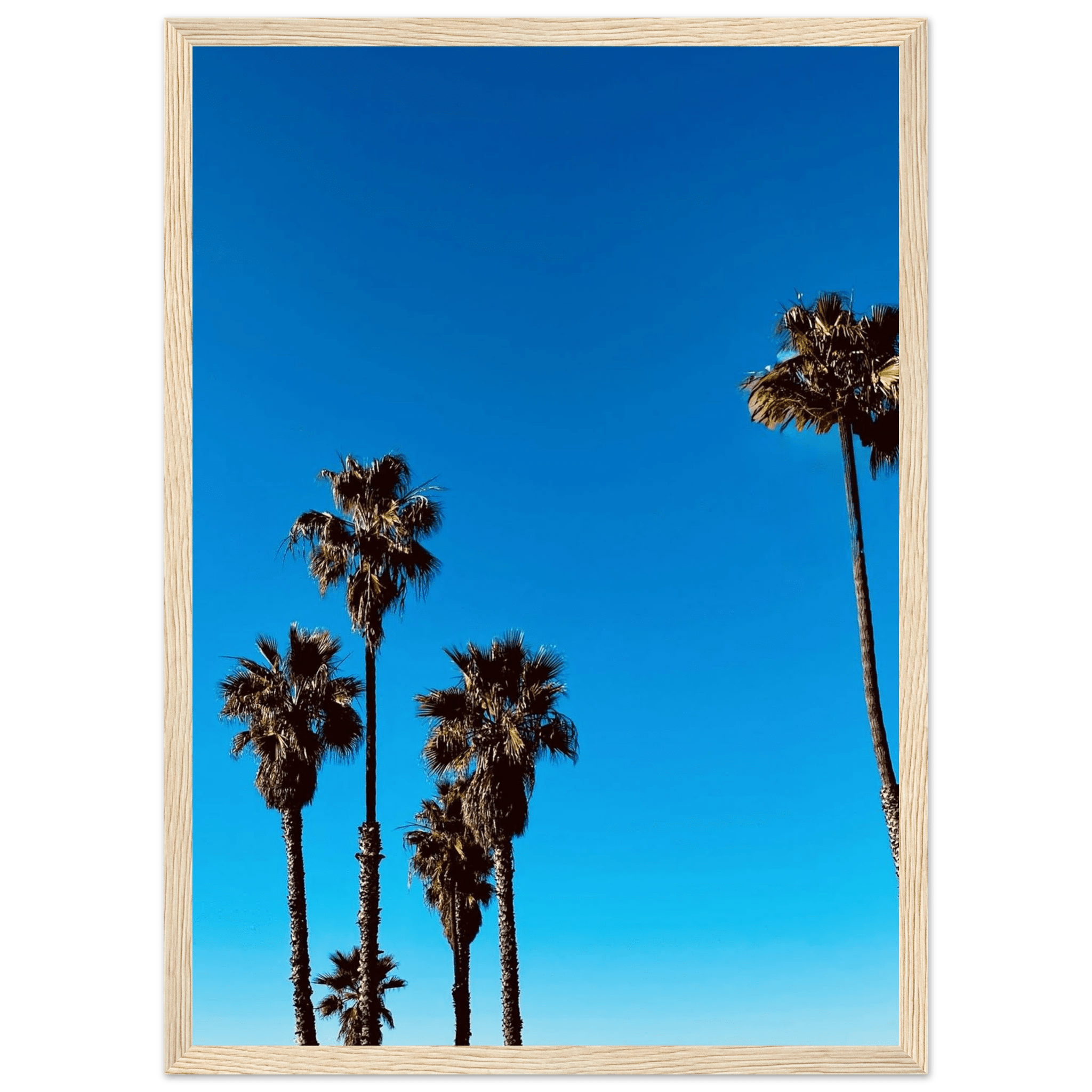 Wooden framed poster of Santa Barbara palm trees on semi-glossy paper, California poster art from CaliCuration's Studio Edition Spring '26.