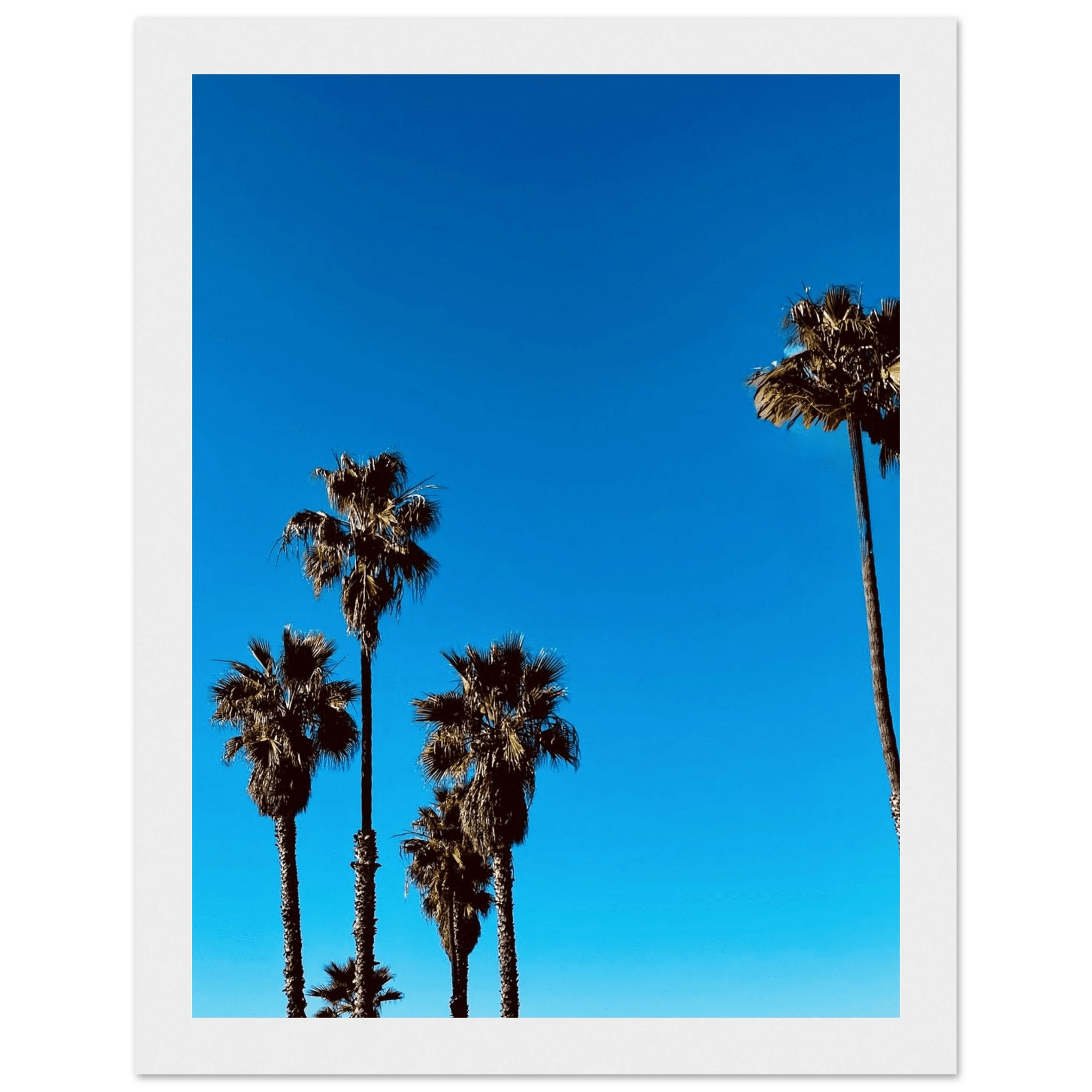 Wooden framed Santa Barbara Palm Tree Magic poster on semi-glossy paper, California-themed home decor by CaliCuration.