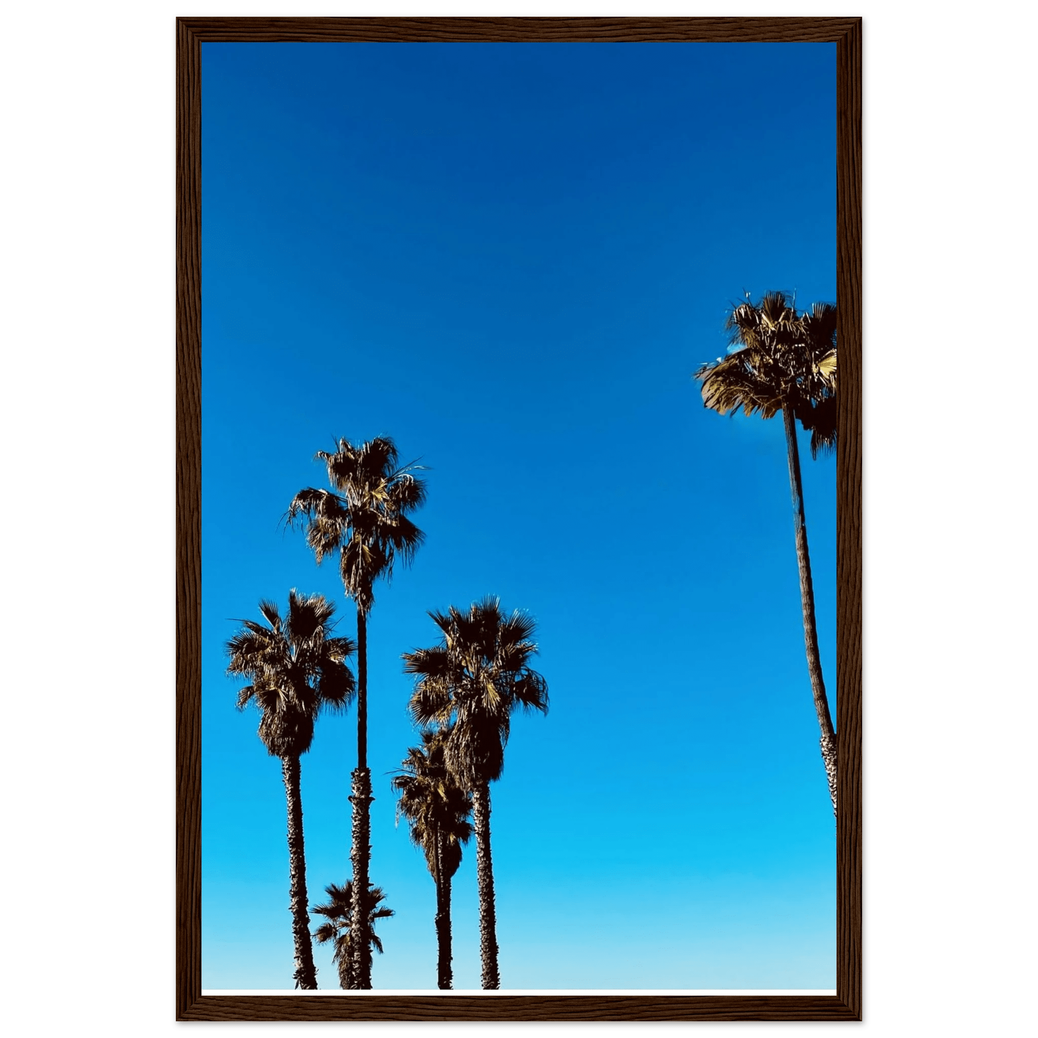 Wooden-framed Santa Barbara Palm Tree Magic poster by CaliCuration featuring California-themed art on semi-glossy paper.