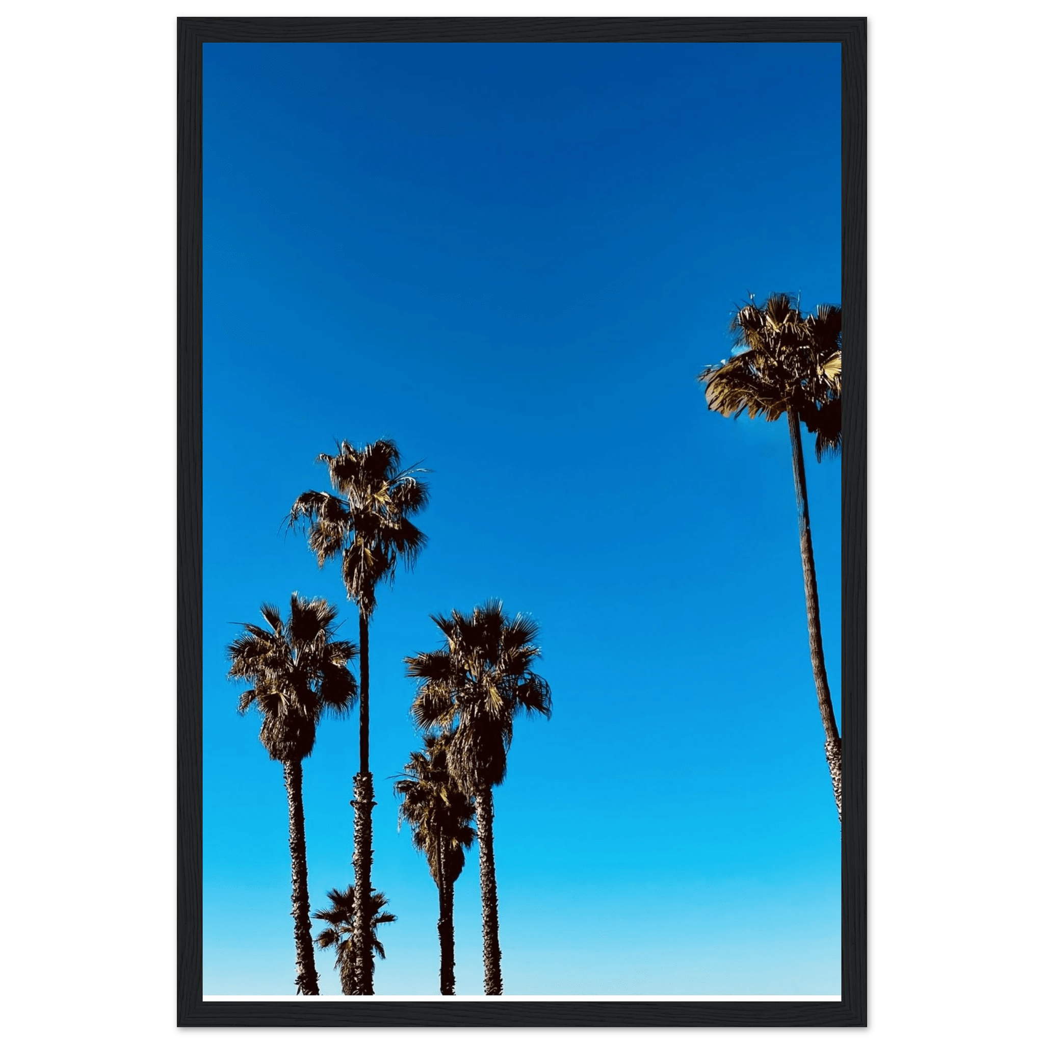 Wooden framed Santa Barbara Palm Tree Magic poster on semi-glossy paper, California-themed home decor by CaliCuration.