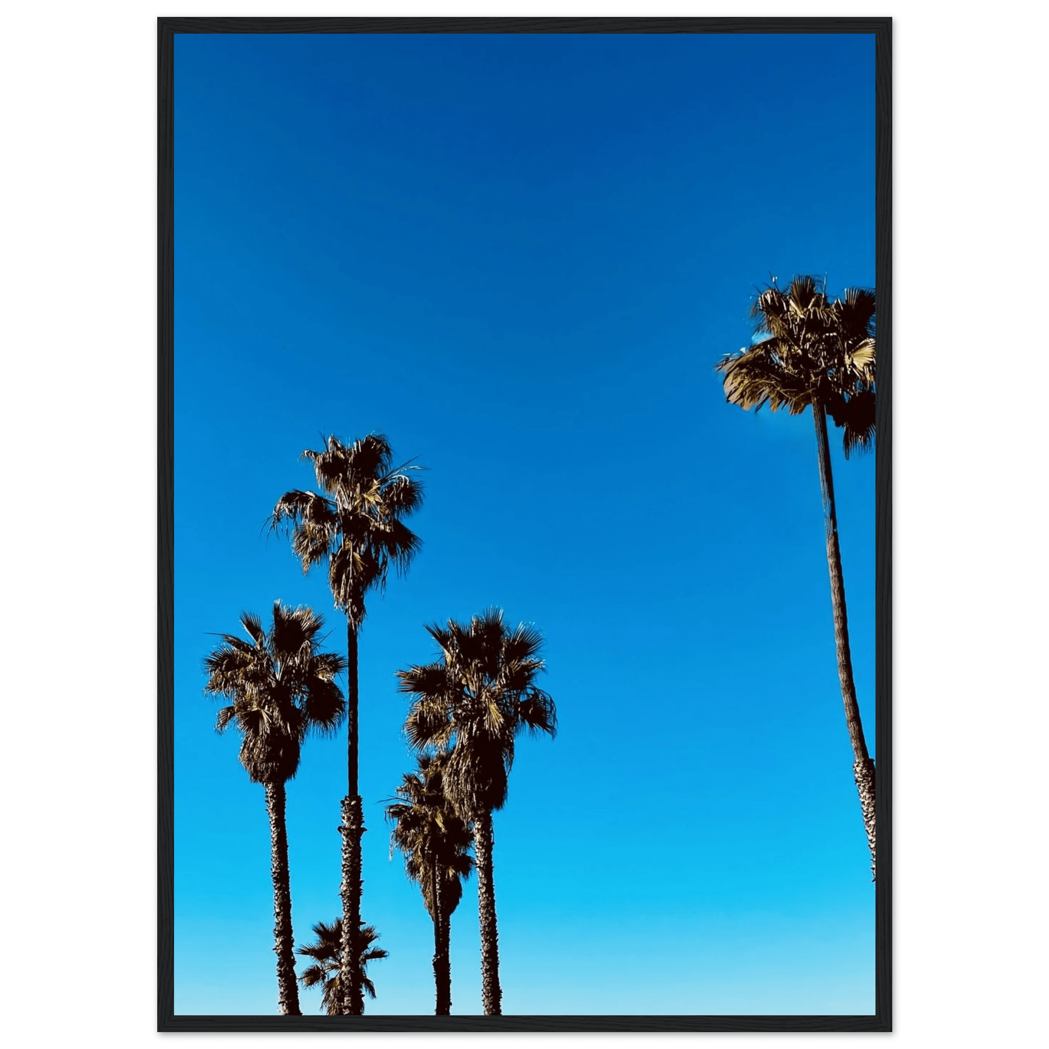 Wooden framed Santa Barbara Palm Tree Magic poster on premium semi-glossy paper, California art studio edition for home decor.