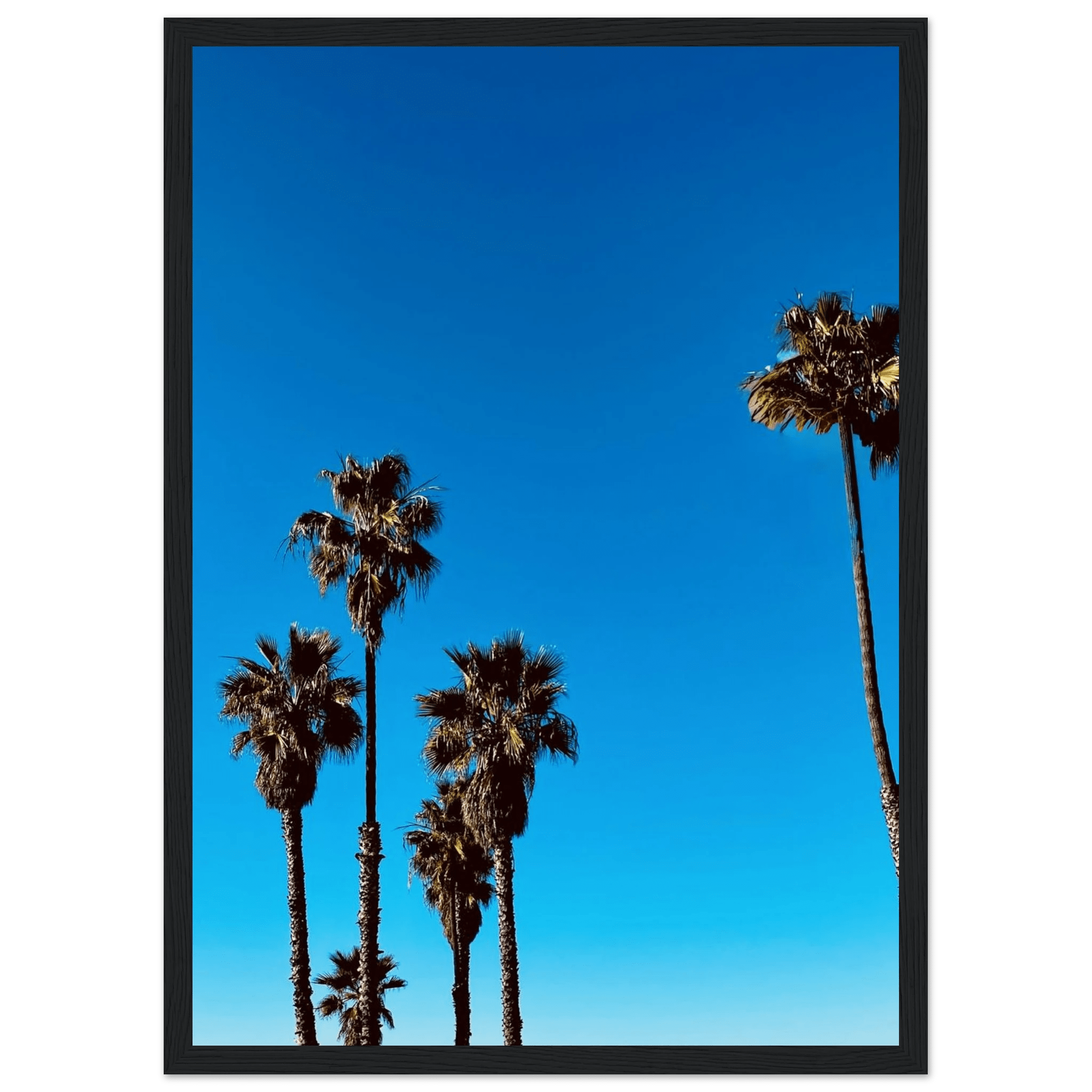 Wooden framed Santa Barbara palm tree poster on semi-glossy paper, California art studio edition, perfect for home decor.