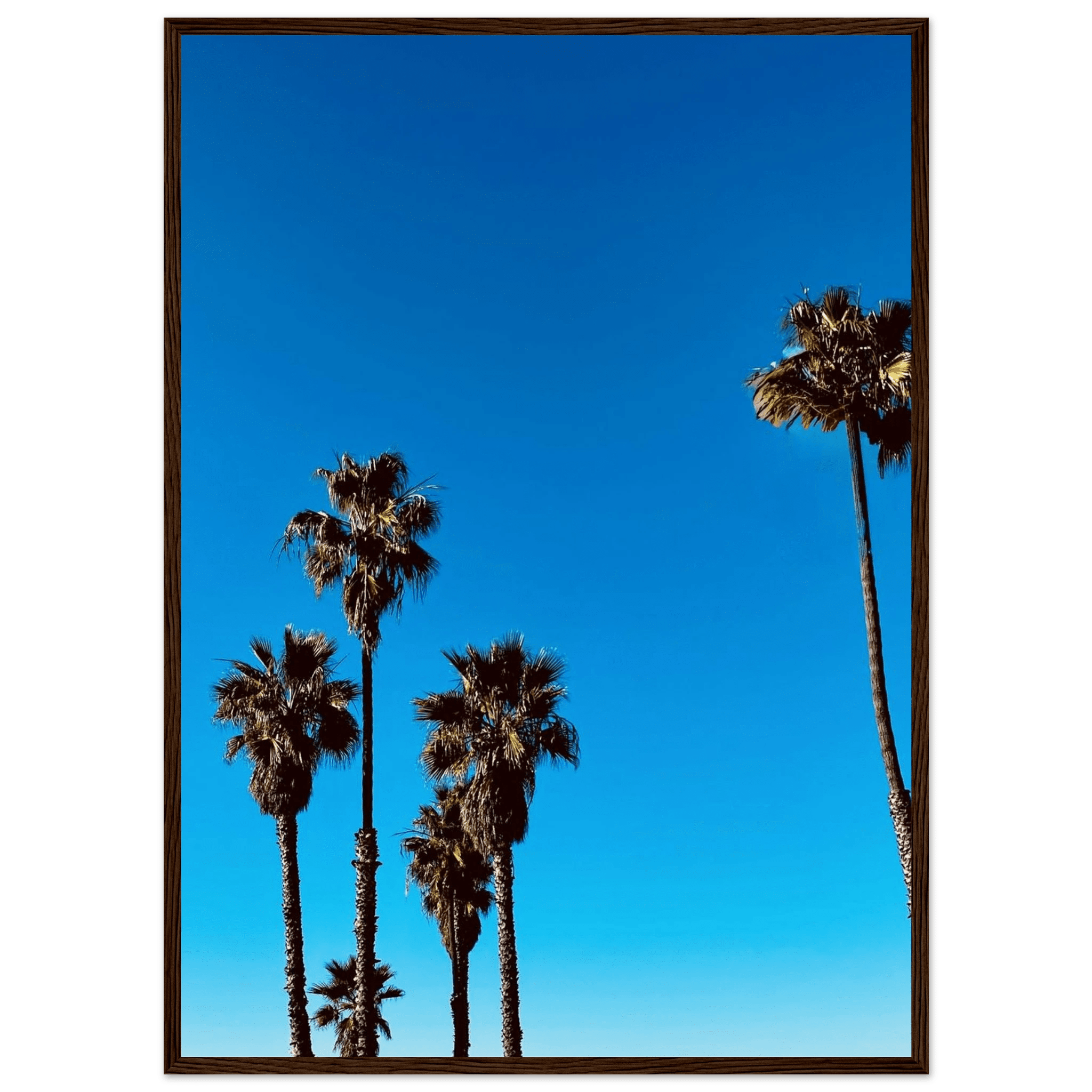 California palm tree poster by CaliCuration, framed wooden art print on semi-glossy paper, representing Santa Barbara scenery.