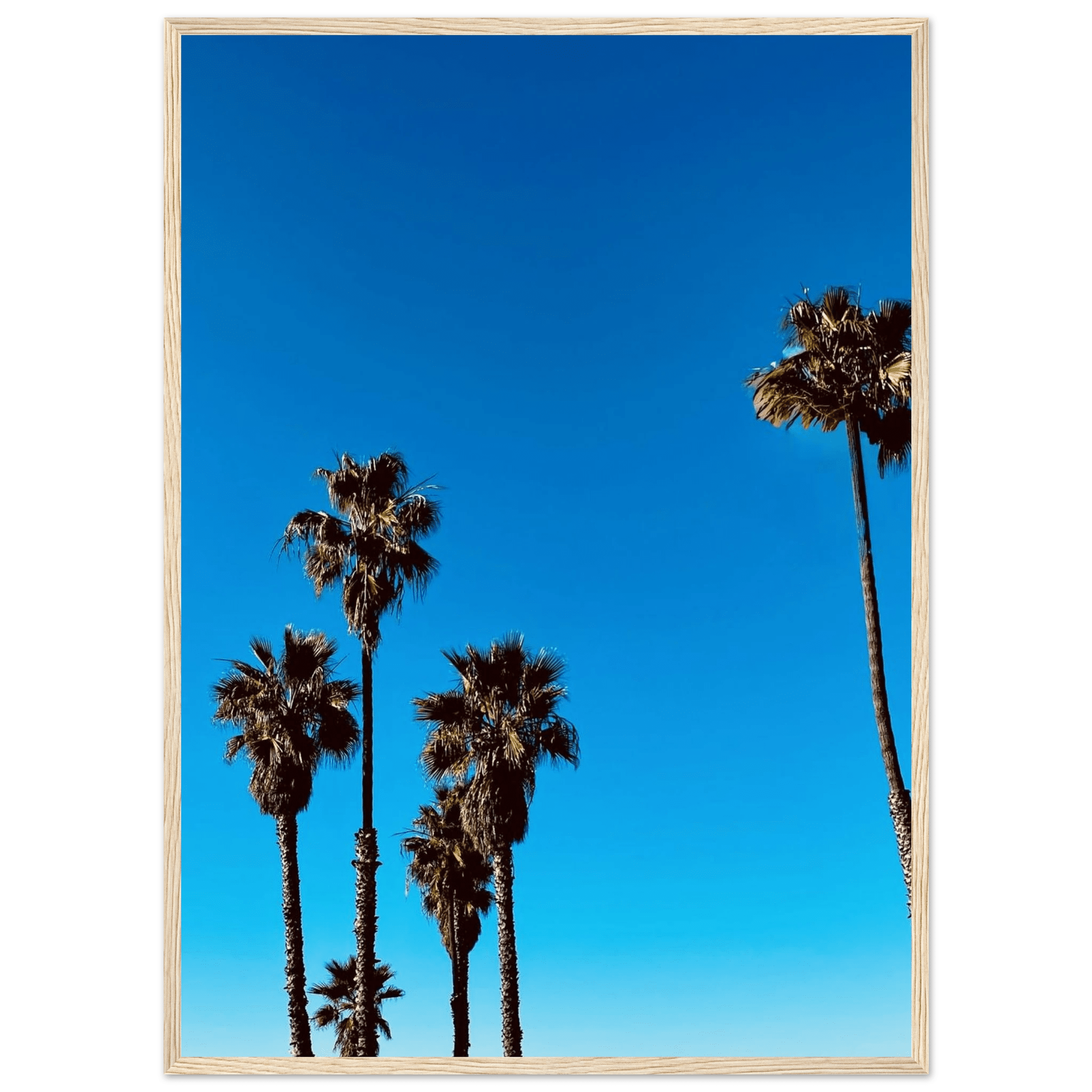 Santa Barbara Palm Tree Magic framed poster on semi-glossy paper, California art by CaliCuration, Spring '26 studio edition home decor.