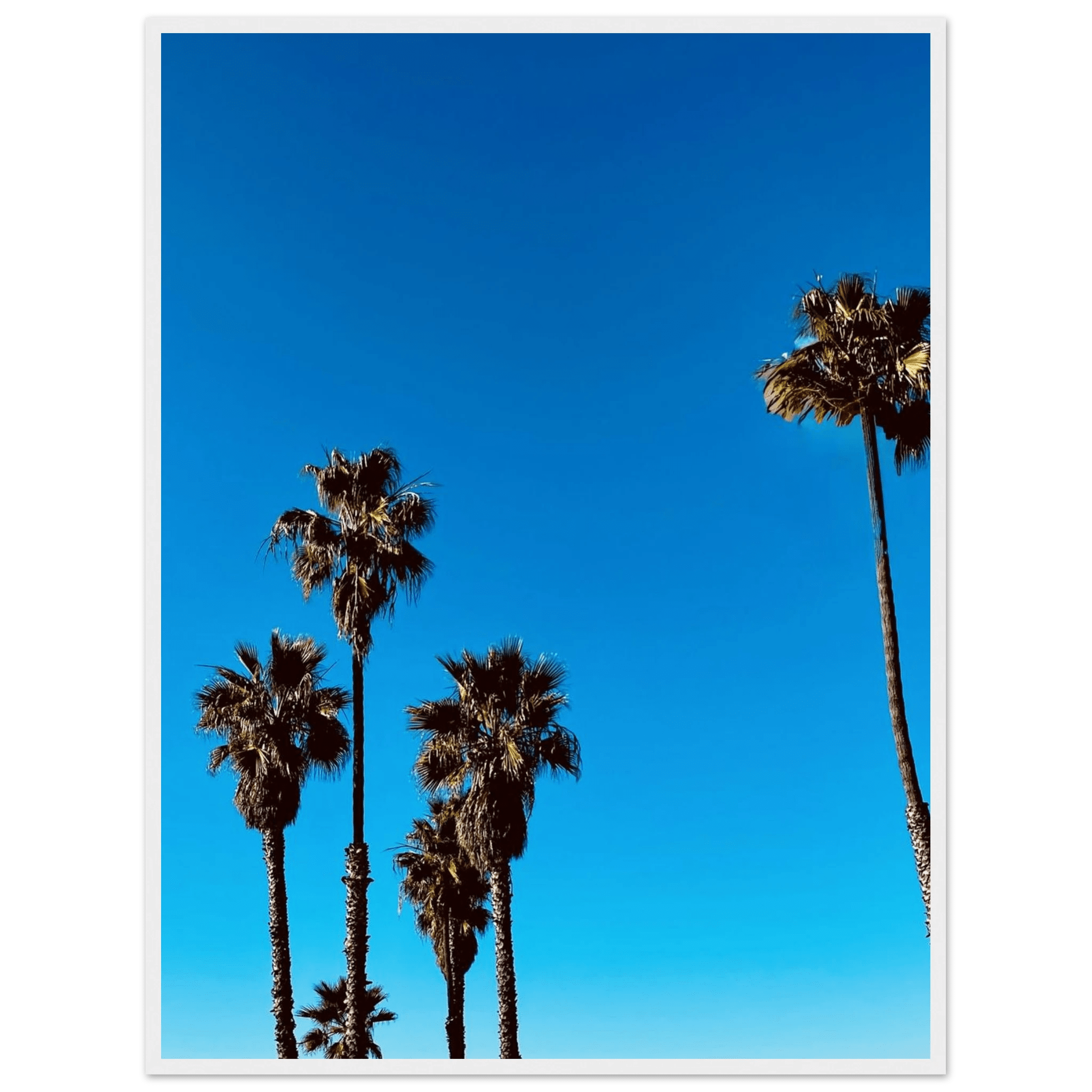 Wooden framed Santa Barbara Palm Tree Magic poster on premium semi-glossy paper, California home decor art by CaliCuration.