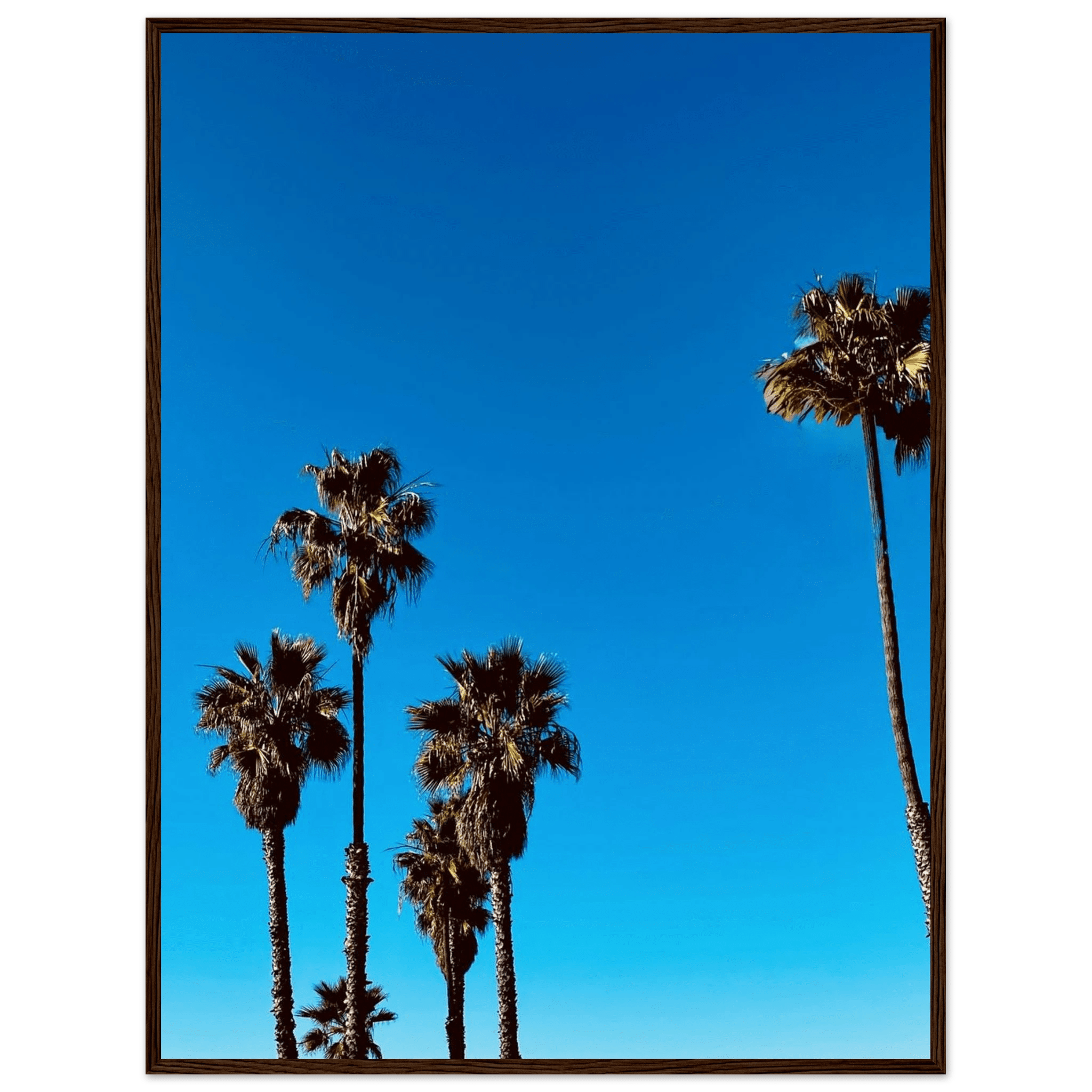 Santa Barbara Palm Tree Magic wooden framed poster on semi-glossy paper, California home decor art by CaliCuration.