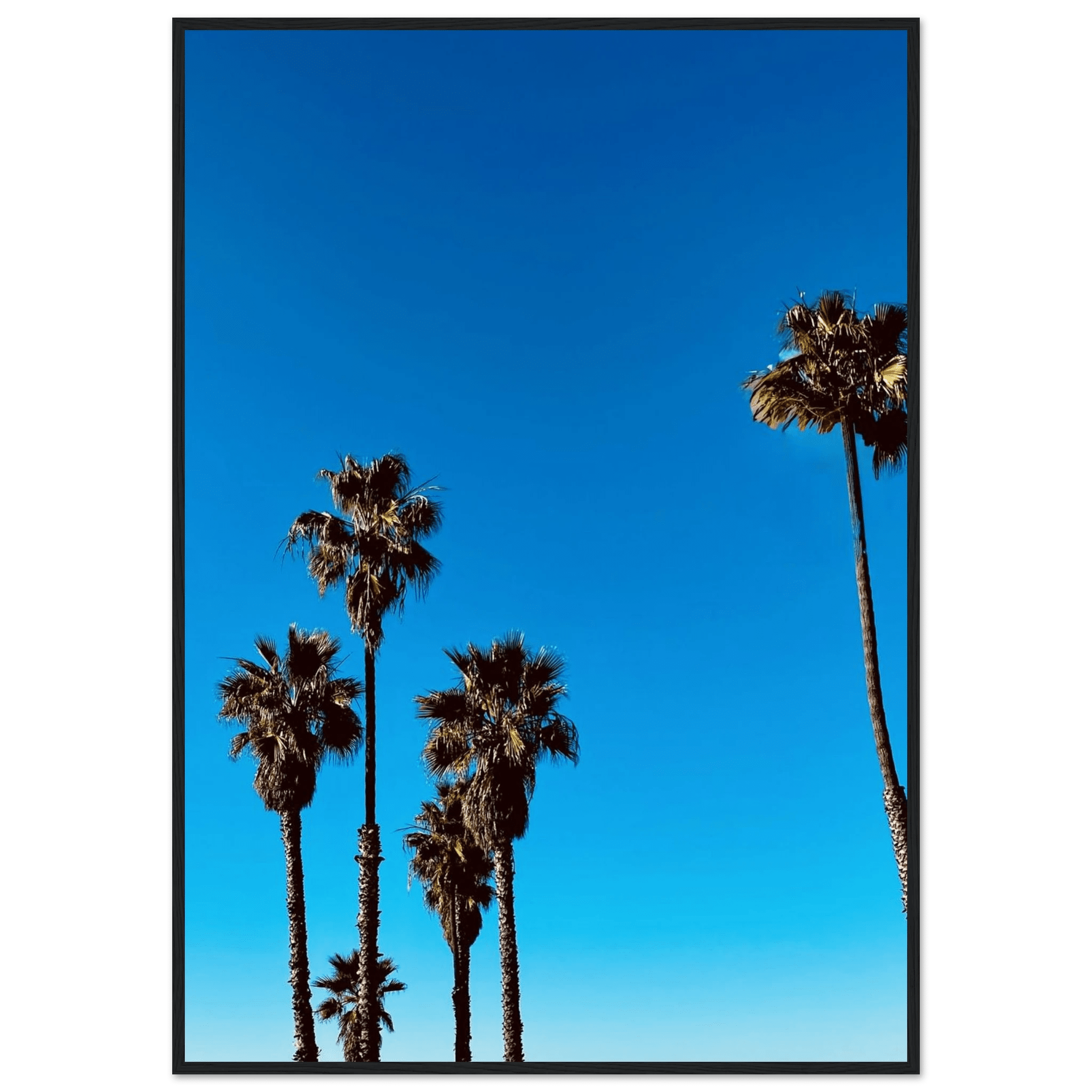 Wooden framed Santa Barbara Palm Tree Magic poster on semi-glossy paper, featuring California poster art by CaliCuration.
