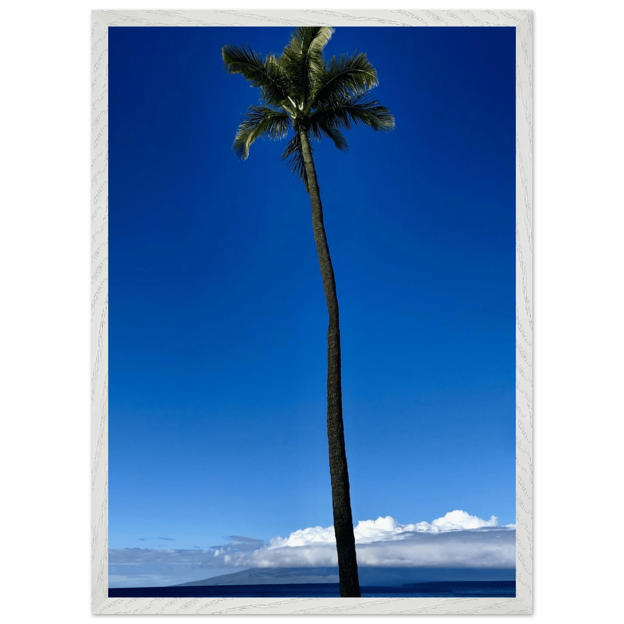 Mounted framed print of a majestic palm tree in Maui, Hawaii, from CaliCuration's Travel Collection Studio Edition Spring '26.