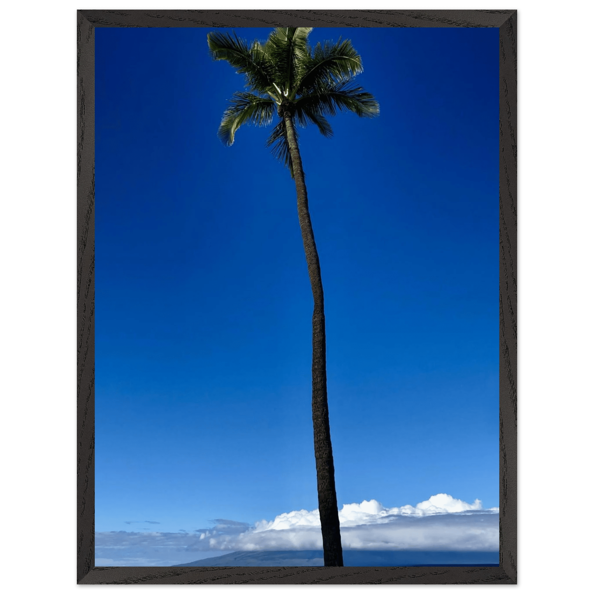 Mounted framed print of a majestic palm tree in Maui, Hawaii, from CaliCuration's travel collection Studio Edition Spring '26.