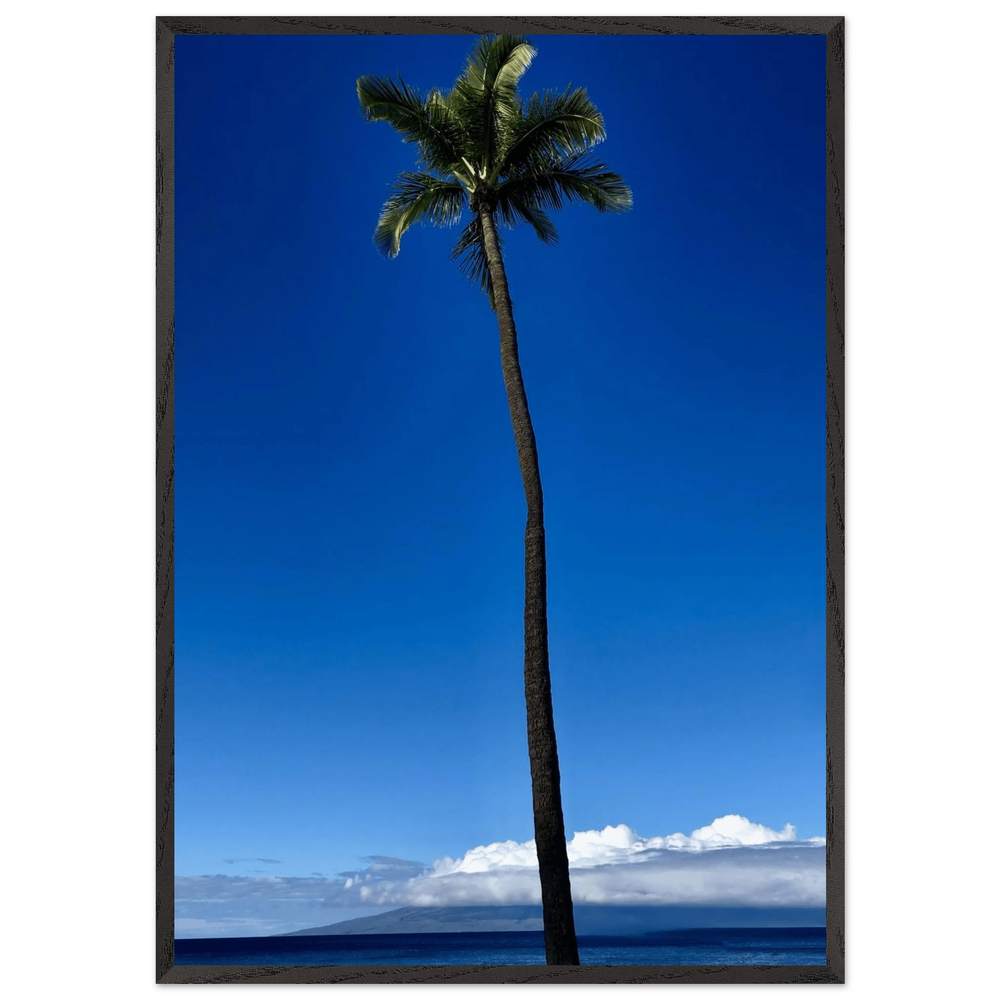 Mounted framed poster of a majestic palm tree in Maui from CaliCuration's Hawaii Travel Collection, Studio Edition Spring 2026.