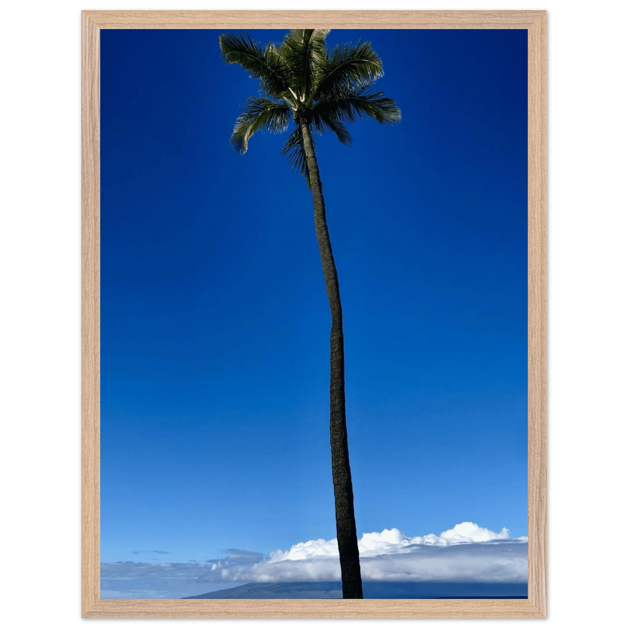 Framed Maui poster featuring a majestic palm tree from Hawaii in CaliCuration's travel collection print, spring 2026 edition.