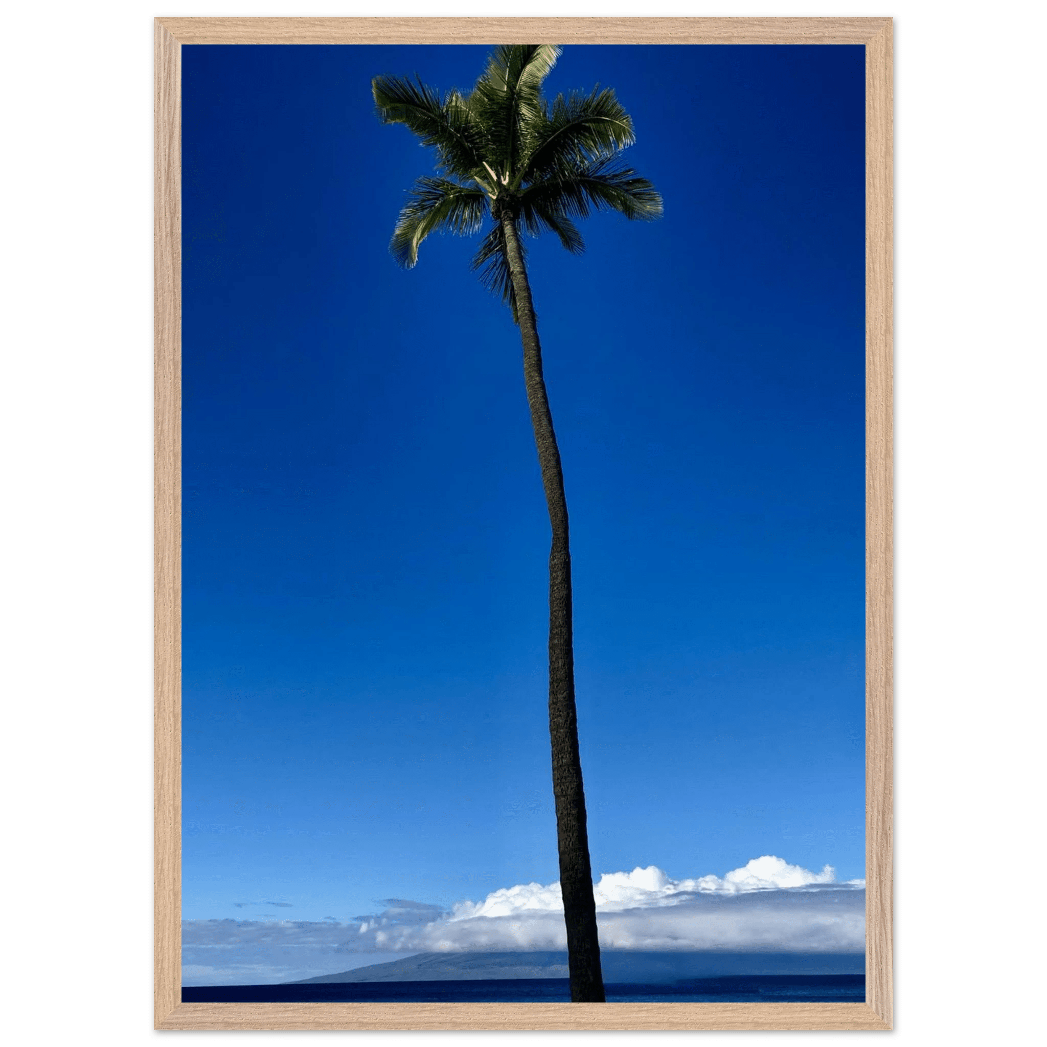 Mounted framed poster of a majestic palm tree in Maui, Hawaii, from CaliCuration's Travel Collection Studio Edition Spring '26.