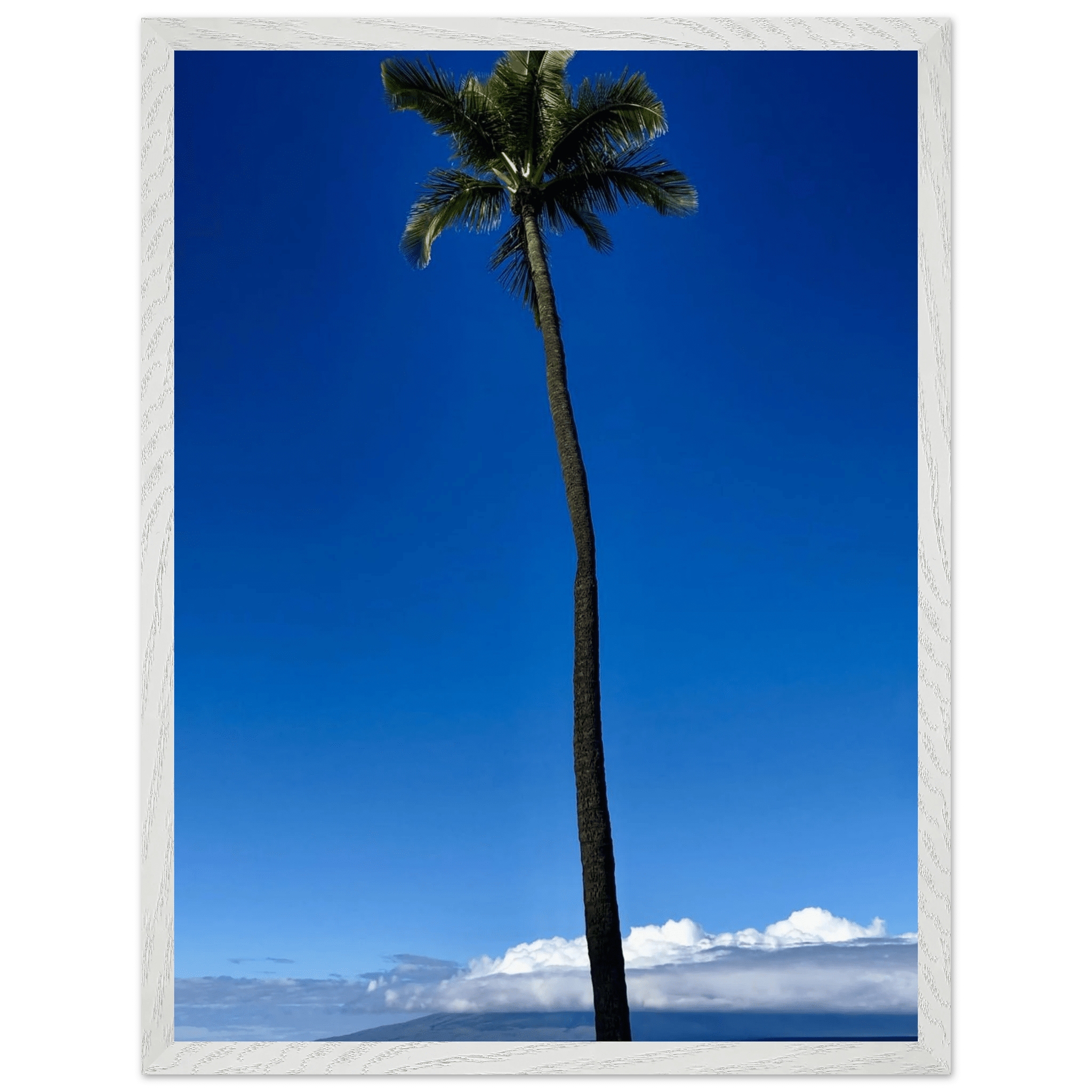 Framed print of a majestic palm tree in Maui, part of CaliCuration's Hawaii travel collection, Spring '26 edition, mounted on a sleek frame.