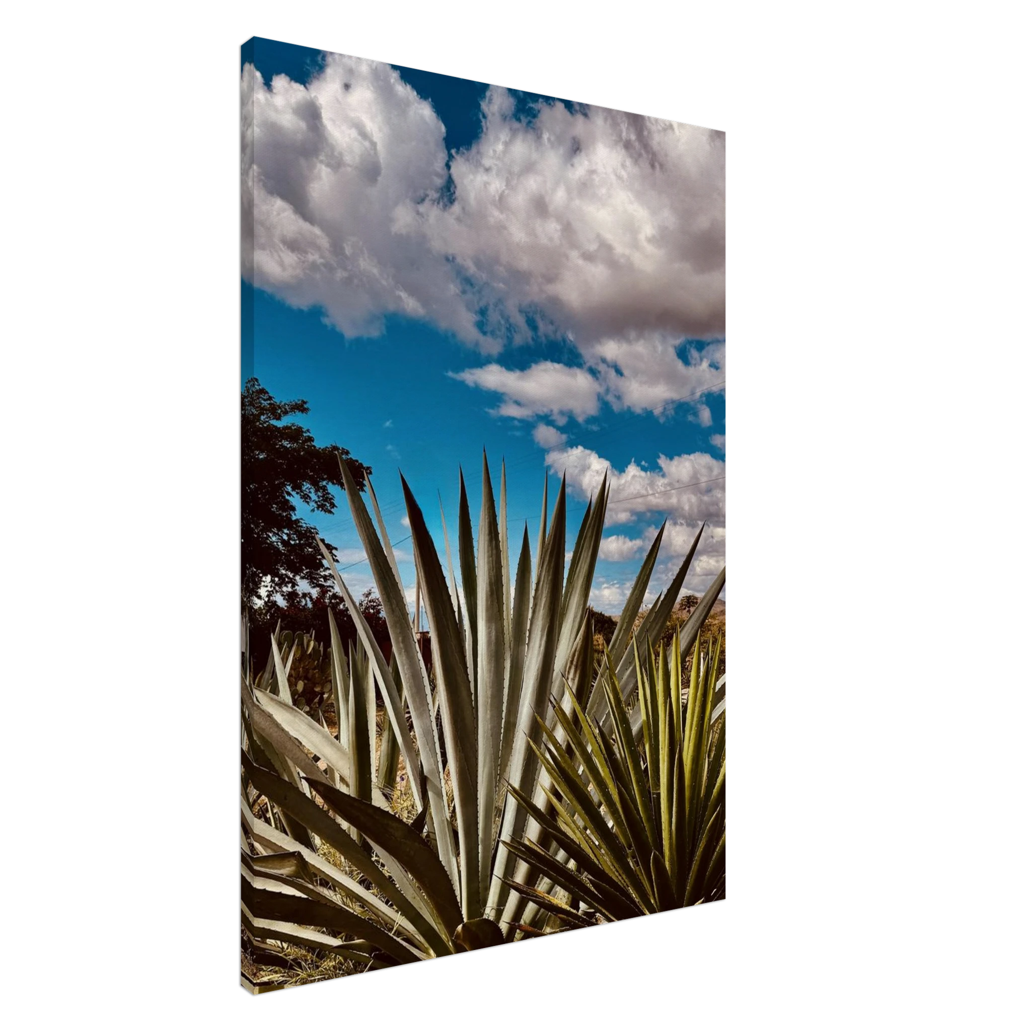 Oaxaca Desert canvas artwork featuring mezcal plantation in vibrant colors, part of the Studio Edition travel collection.