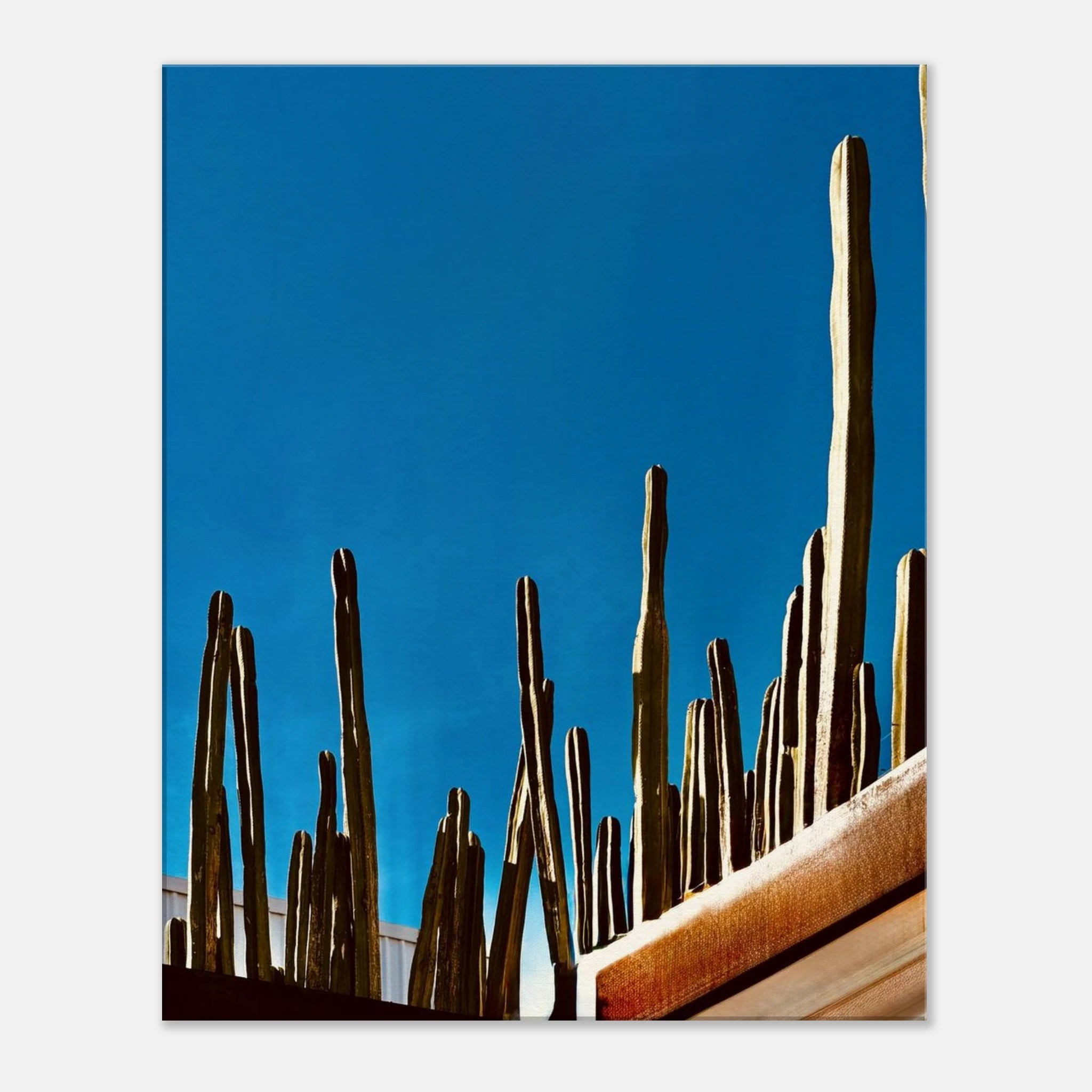 Travel collection canvas print by My Store featuring Mexico's cactus family on a rooftop, showcasing vibrant desert landscape artwork.