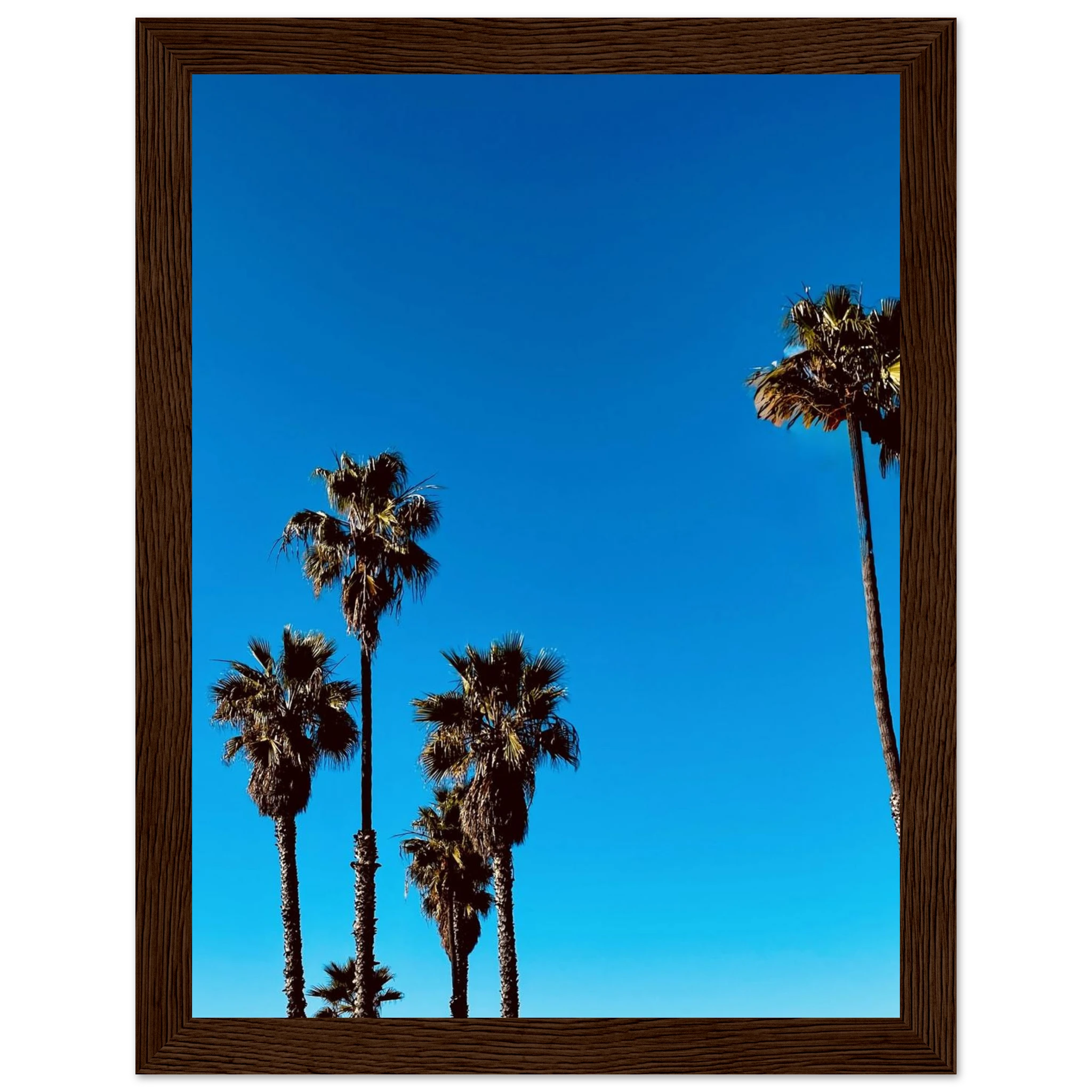 Santa Barbara Palm Tree art poster by CaliCuration, framed wooden home decor featuring California landscape on semi-glossy paper.