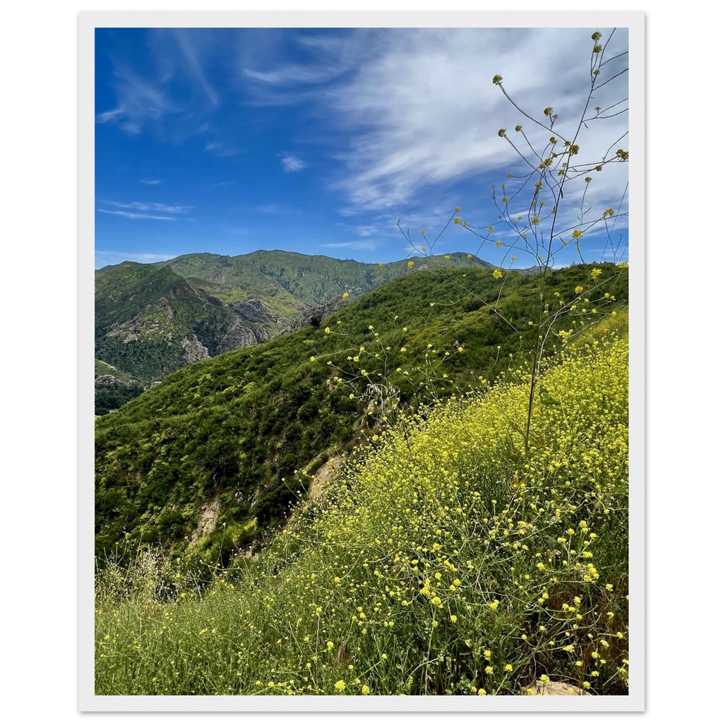 Wooden framed Malibu Canyon Wildflowers poster on matte paper wall art, featuring California floral artwork by Studio Edition.
