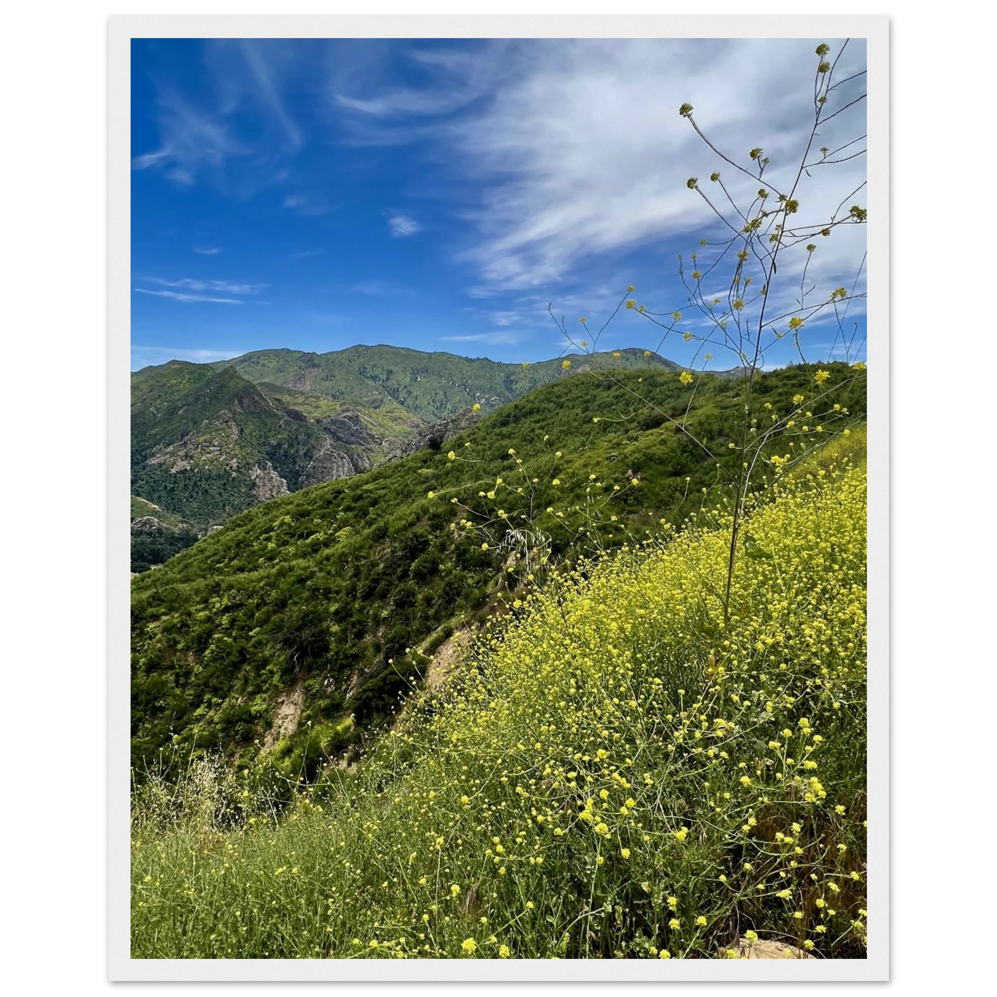 Malibu Canyon Wildflowers poster by My Store, framed wooden print on museum-quality matte paper, featuring California wildflower art.