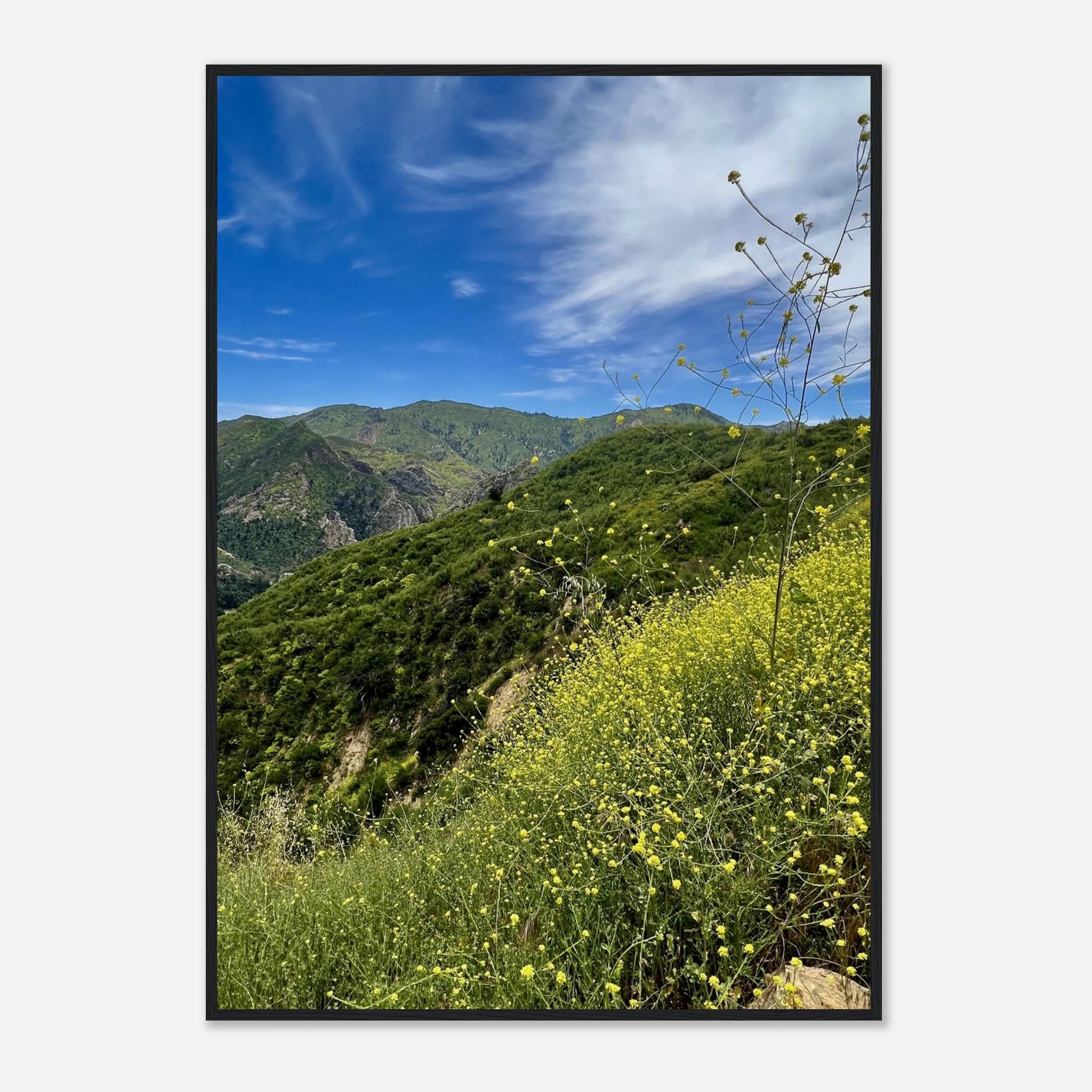 Malibu Canyon Wildflowers wooden framed poster wall art on museum-quality matte paper featuring California scenery and studio edition print