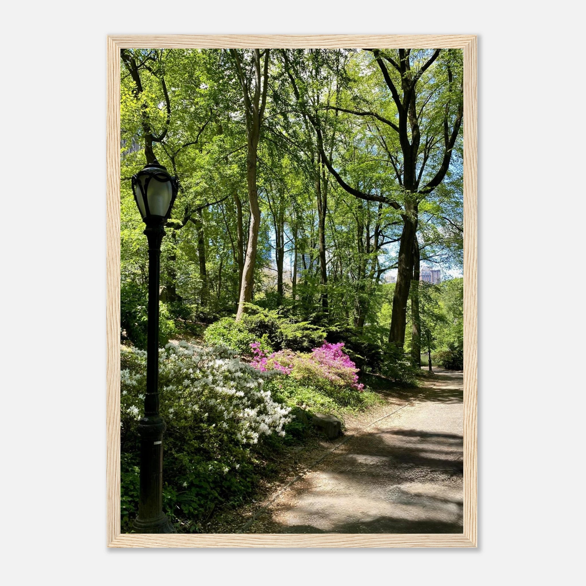 Central Park walkway framed art print on premium matte paper with wooden frame, part of the Studio Edition travel collection.