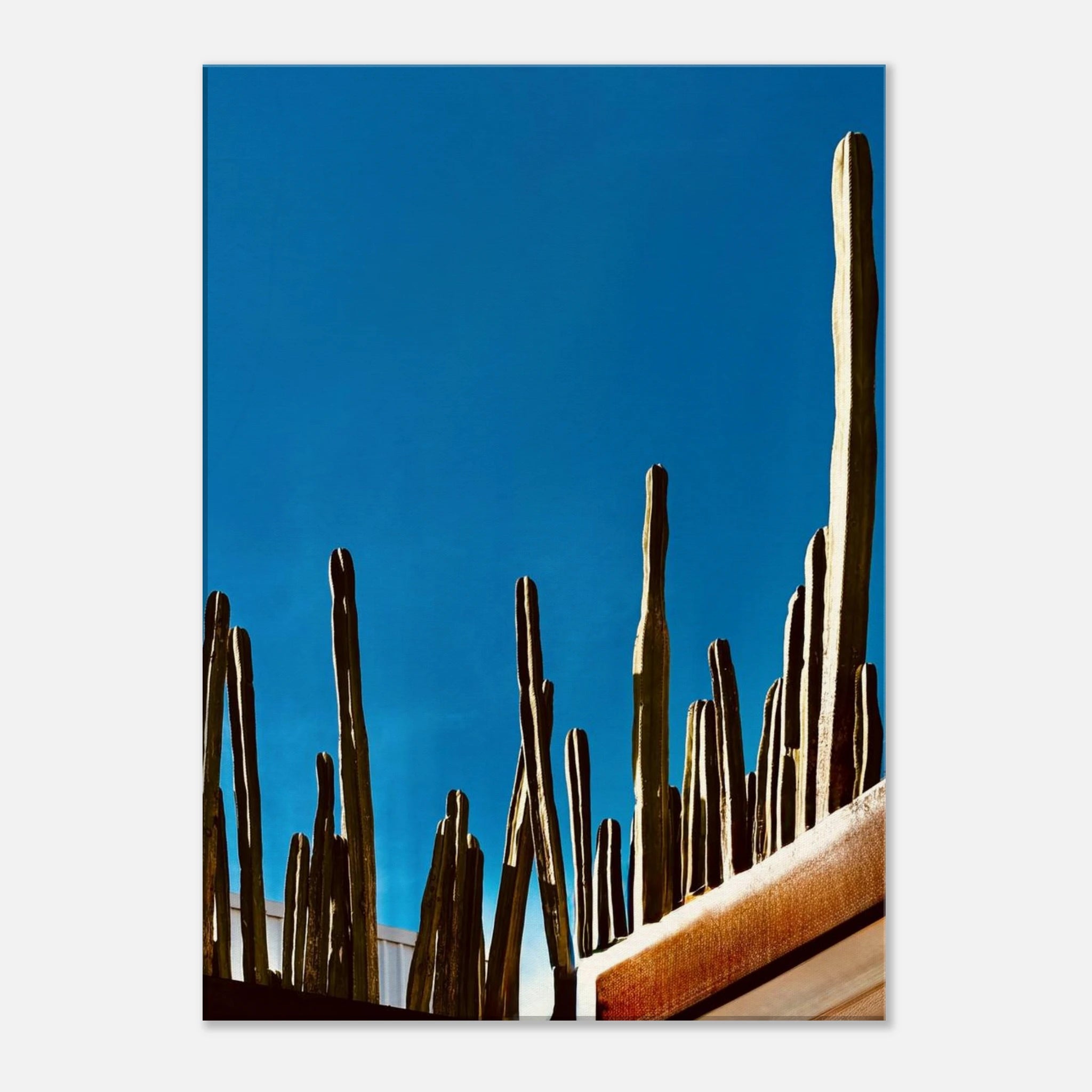 Mexico cactus family rooftop canvas artwork print from the Travel Collection, showcasing vibrant desert plants in a colorful scene.