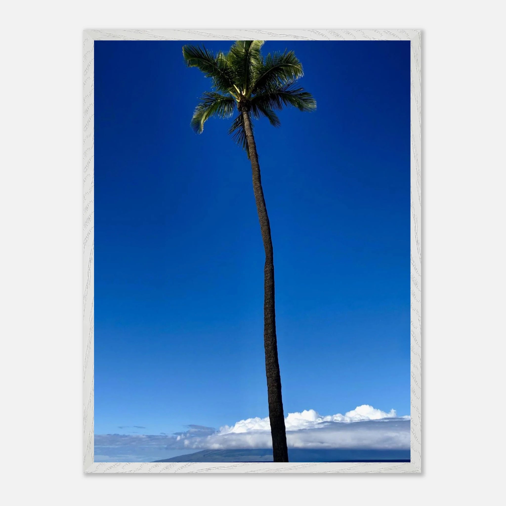 Mounted framed Hawaii Majestic Palm Tree Maui print by CaliCuration, part of the Travel Collection Studio Edition spring '26.
