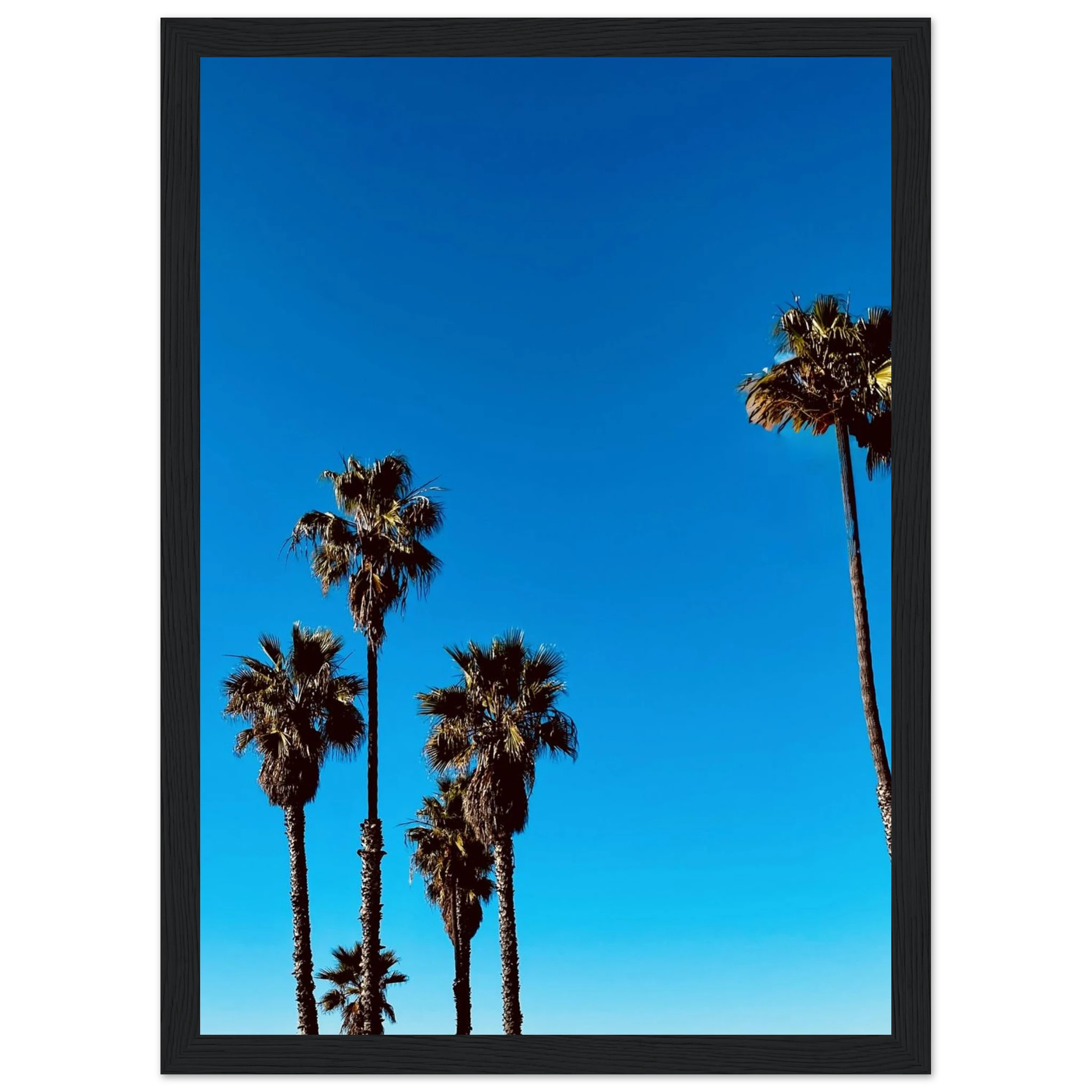 Santa Barbara Palm Tree California poster art by CaliCuration, framed home decor print on semi-glossy paper featuring spring 2026 design.