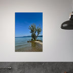Majestic tree on European lake aluminum print from My Store's Nature-Inspired Travel Collection, studio edition wall art.
