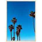 Wooden framed poster of Santa Barbara Palm Tree Magic art by CaliCuration, California home decor, semi-glossy studio edition spring 2026