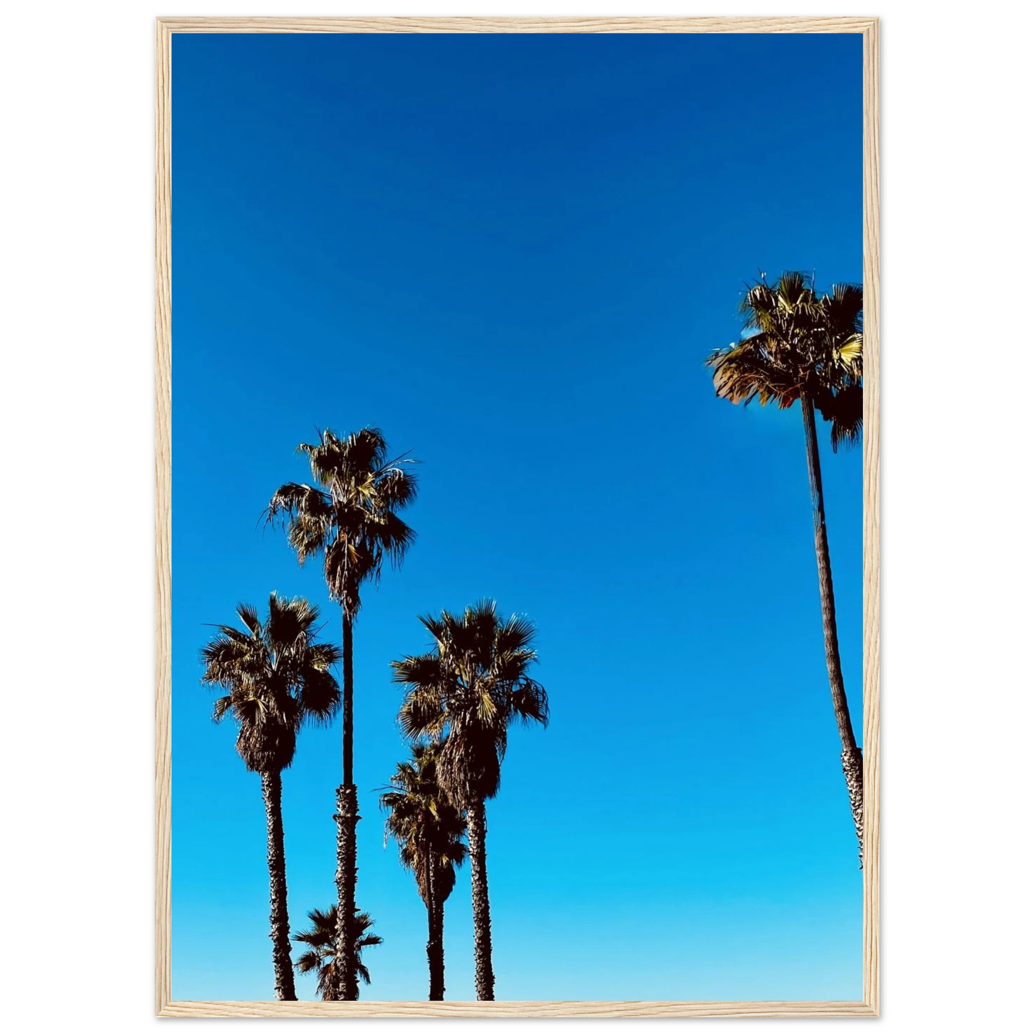 Wooden framed poster of Santa Barbara Palm Tree Magic art by CaliCuration, California home decor, semi-glossy studio edition spring 2026