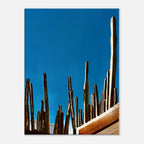 Canvas print of Mexico cactus family on rooftop, part of the Studio Edition Spring '26 travel collection, showcasing vibrant desert scenery.