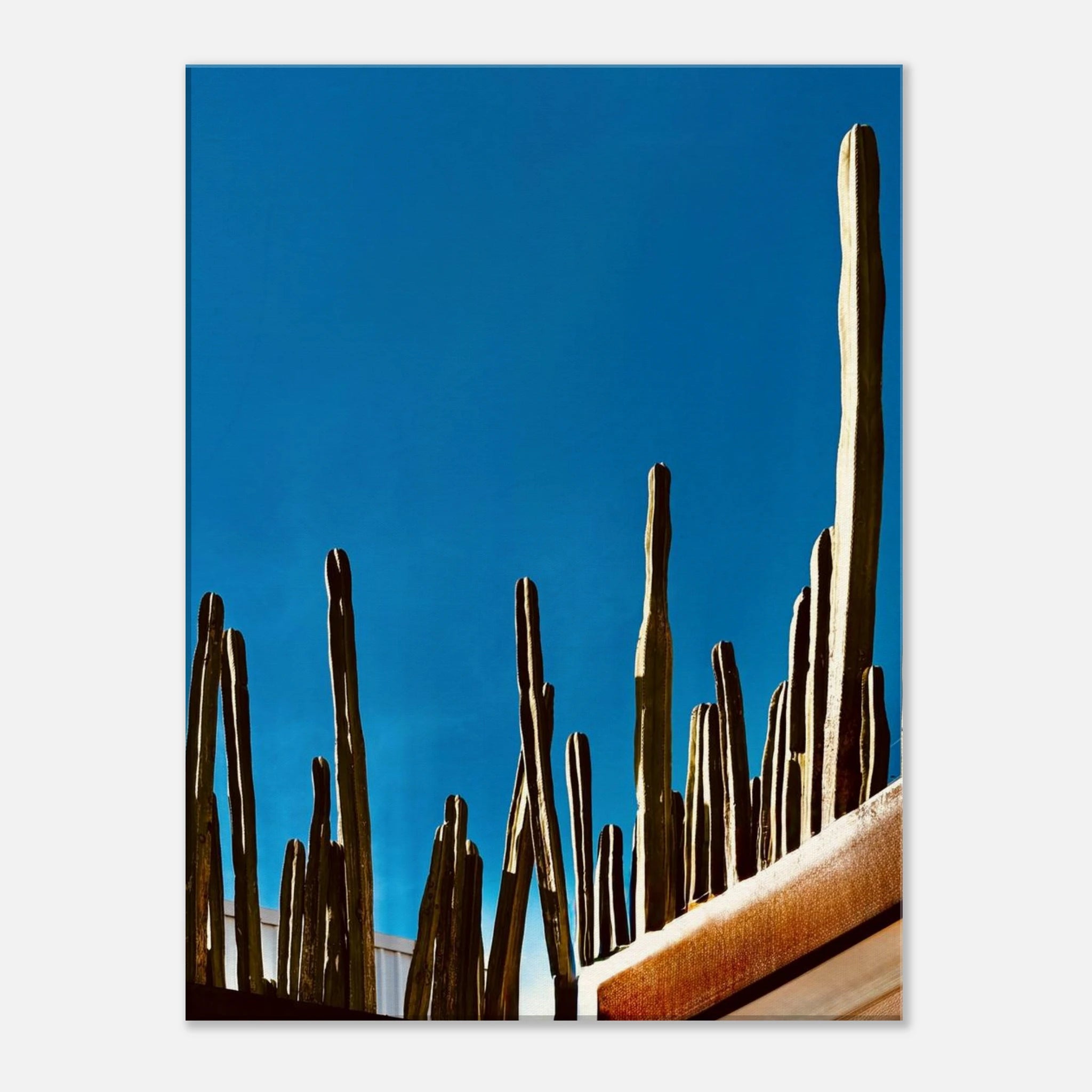Canvas print of Mexico cactus family on rooftop, part of the Studio Edition Spring '26 travel collection, showcasing vibrant desert scenery.