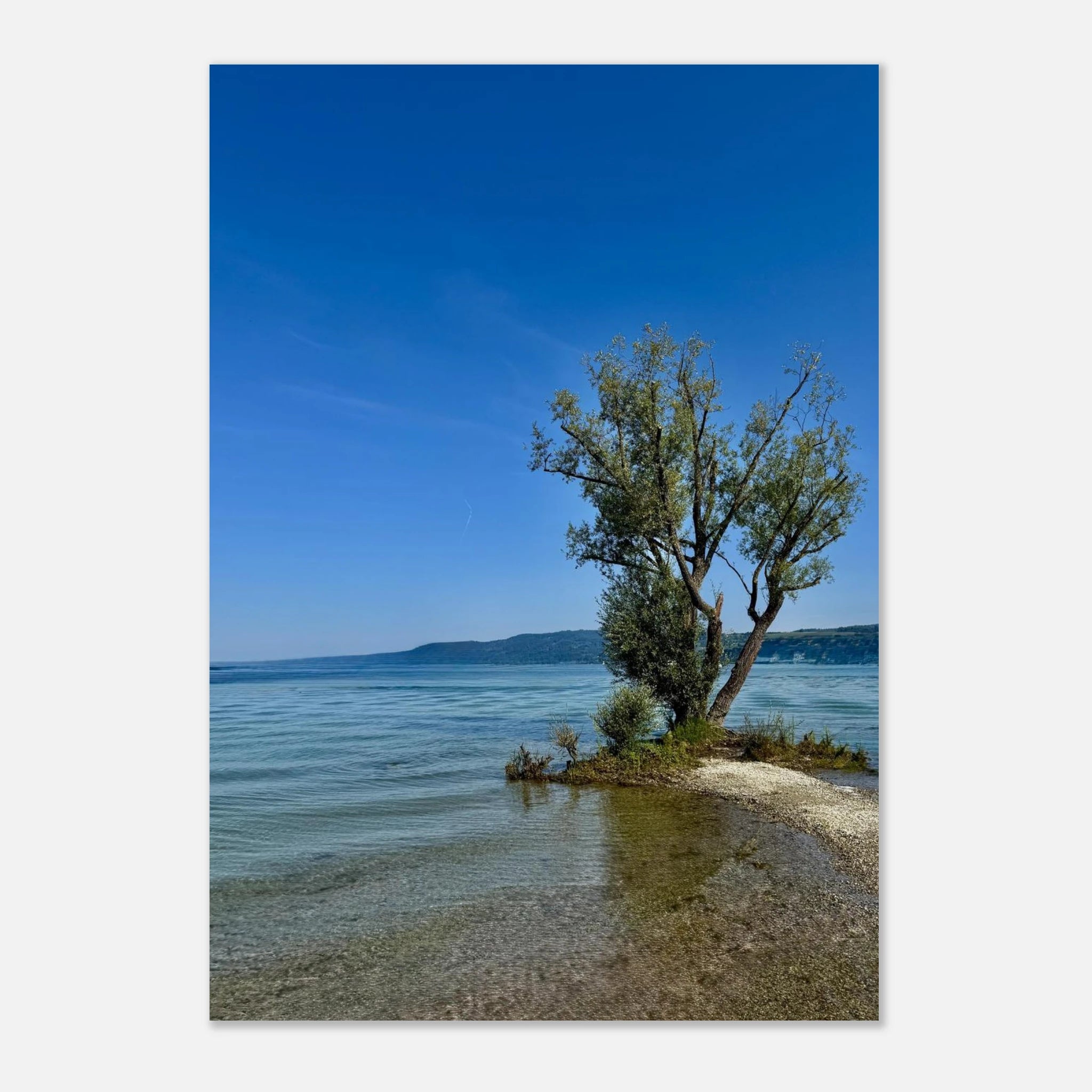 European lake scene with majestic tree aluminum print, nature-inspired wall art from the Travel Collection, studio edition.