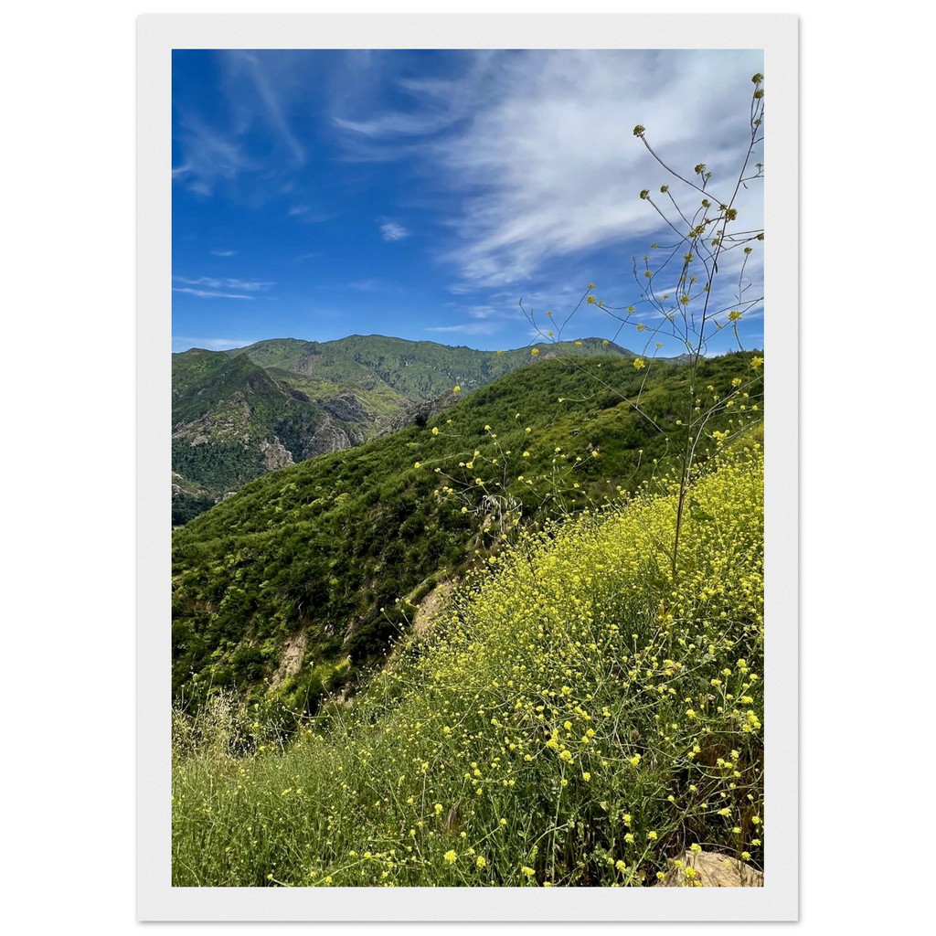 Wooden framed Malibu Canyon Wildflowers wall art print on museum-quality matte paper showcasing California wildflowers.