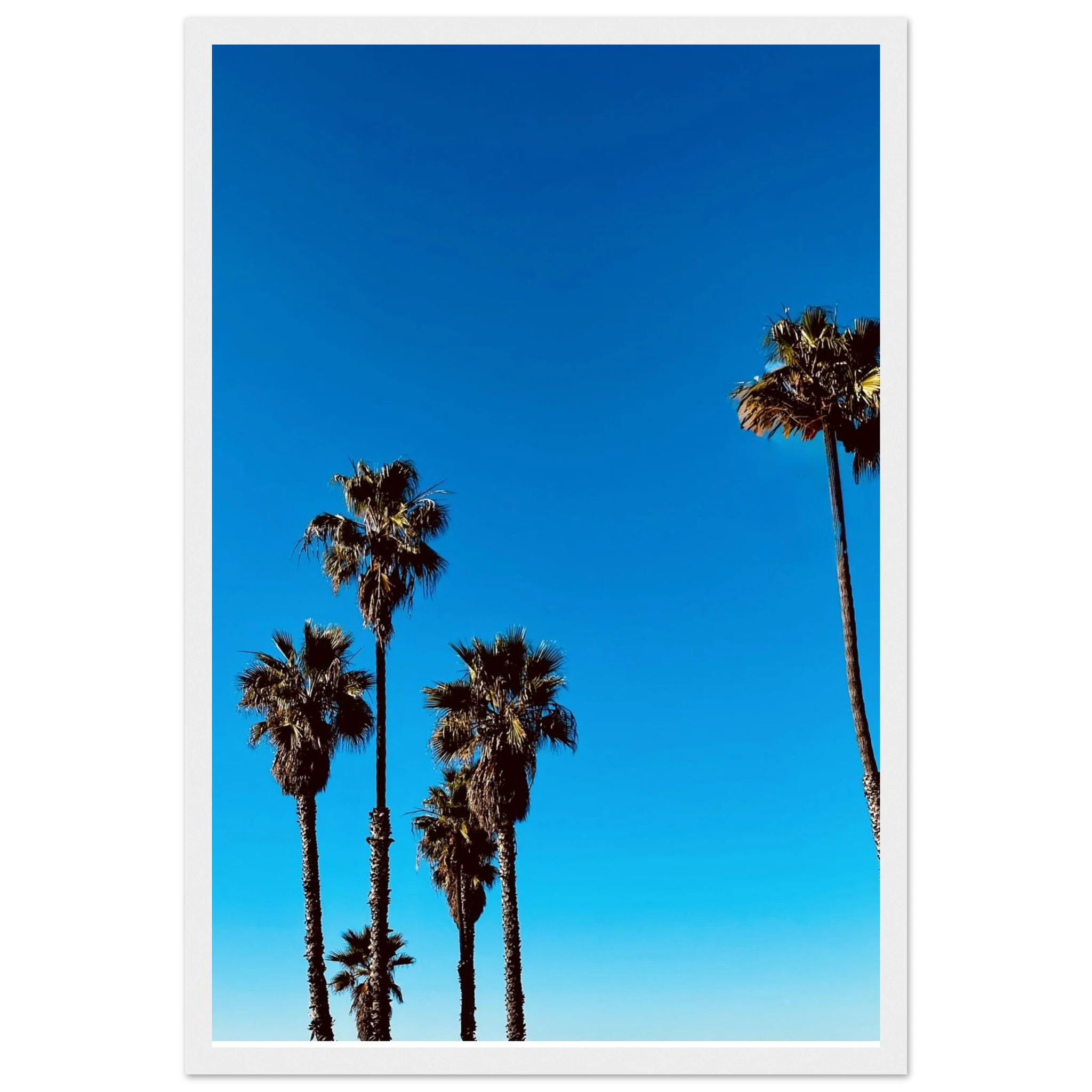 Santa Barbara Palm Tree magic poster by CaliCuration featuring California-themed home decor with a wooden frame and semi-glossy finish.