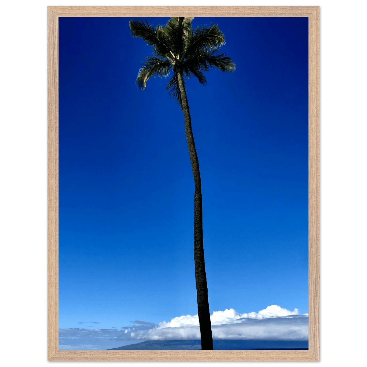 Hawaii Majestic Palm Tree Maui Mounted Framed Poster – Travel Collection Studio Edition Spring '26: Hawaii Edition - CaliCuration