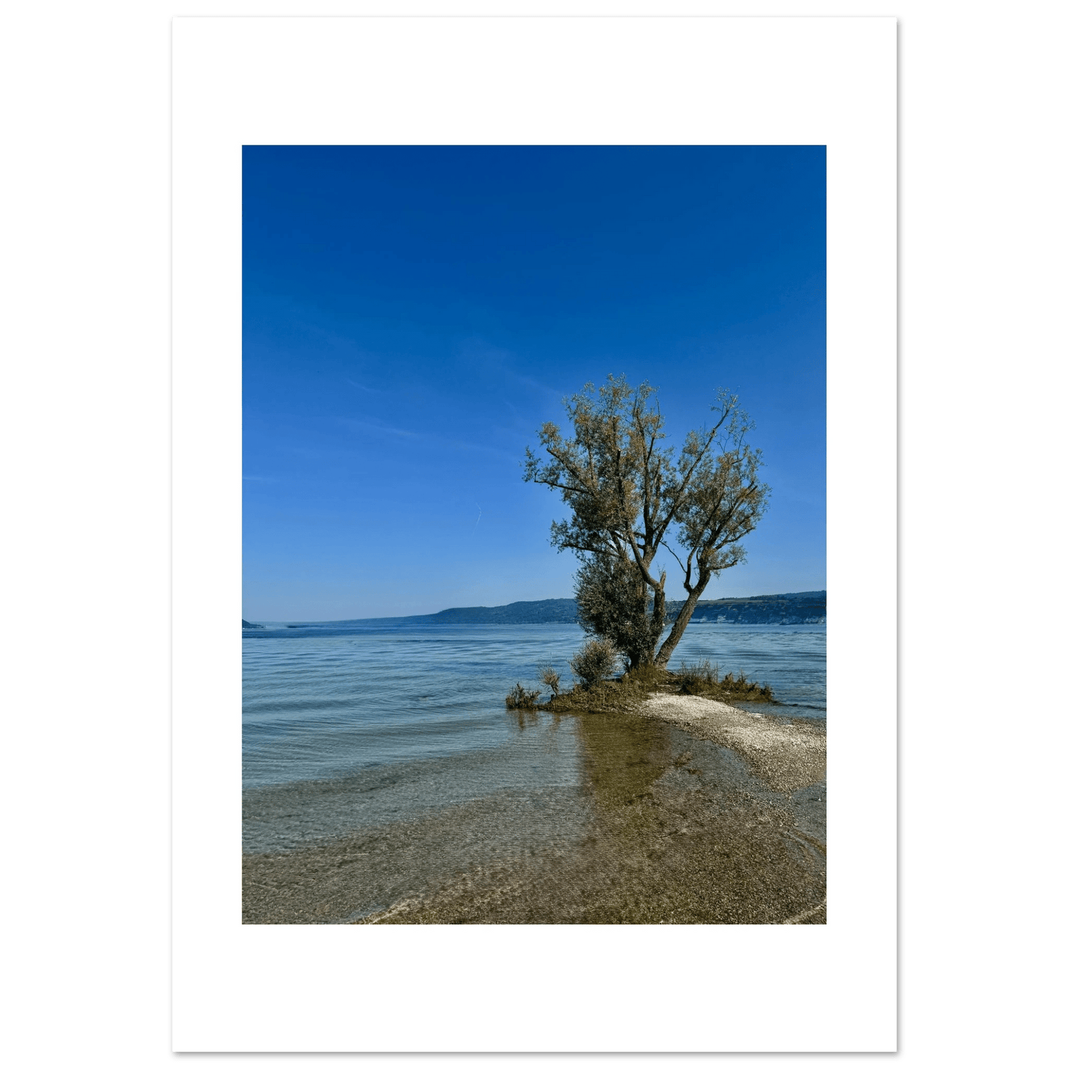 Majestic Tree on a European Lake Aluminum Print – Nature - Inspired Wall Art - CaliCuration
